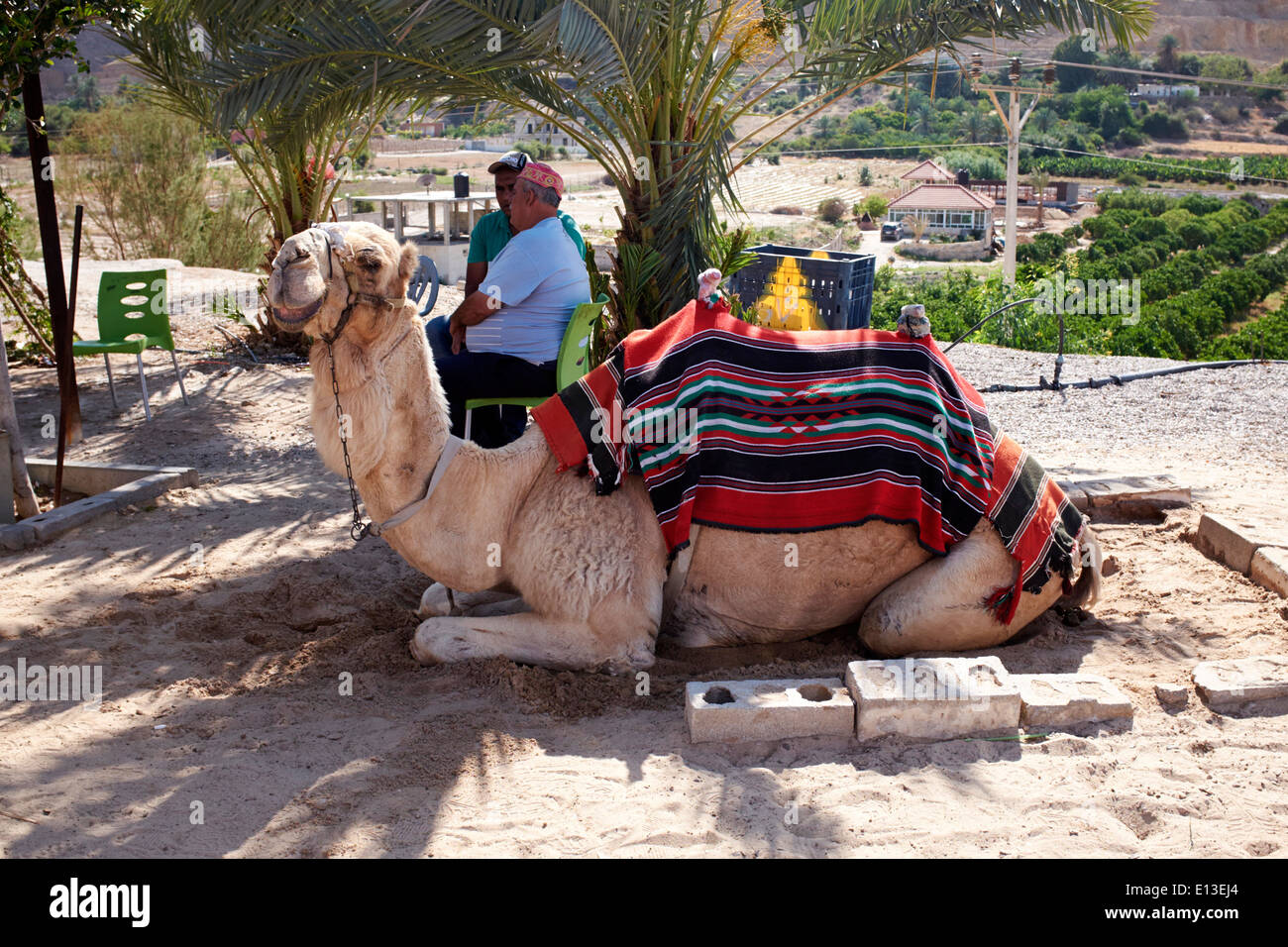 Camel in attesa di dare giostre per turisti, Gerico, Israele, Cisgiordania Foto Stock