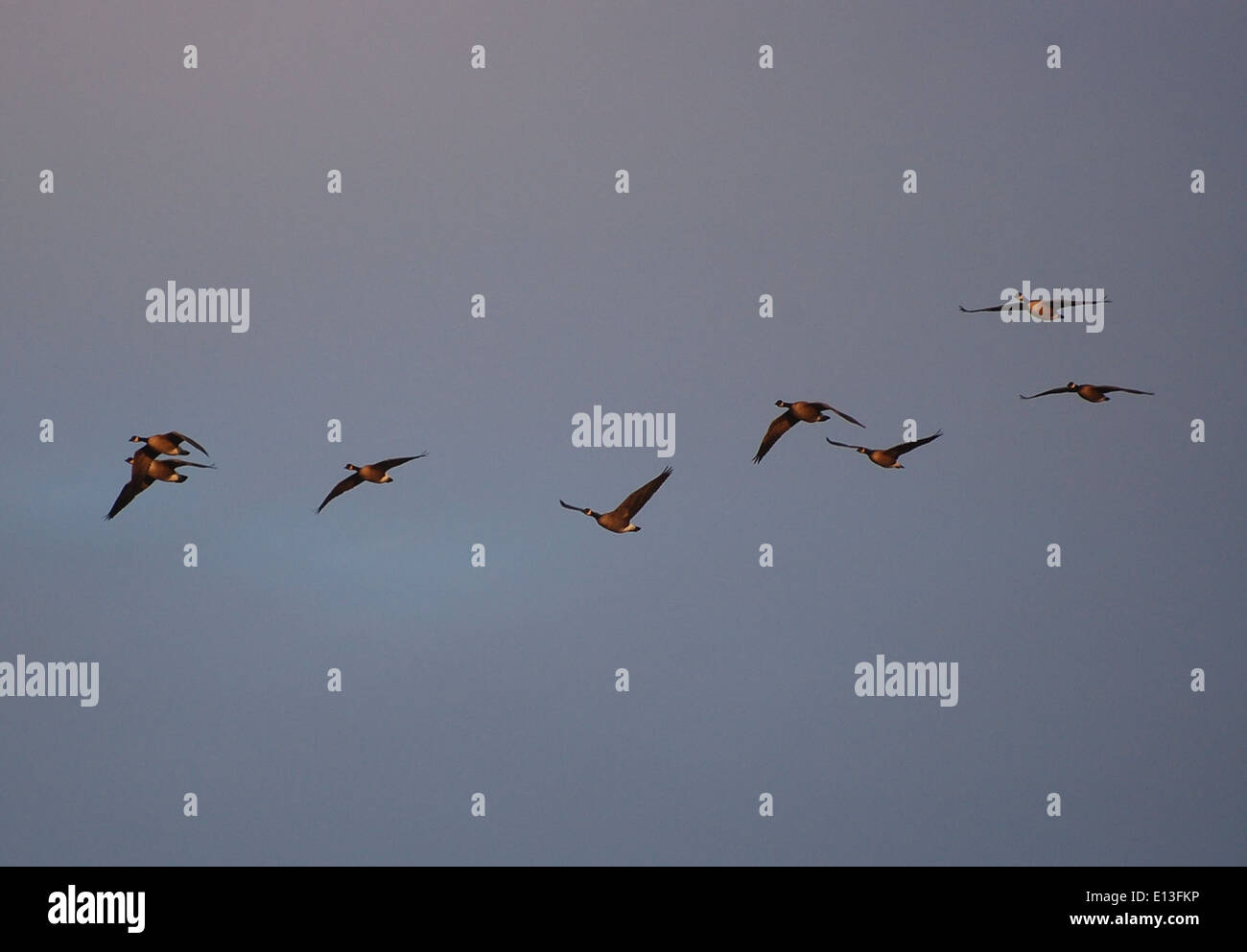 Cackling oche a Laguna Izembek Foto Stock