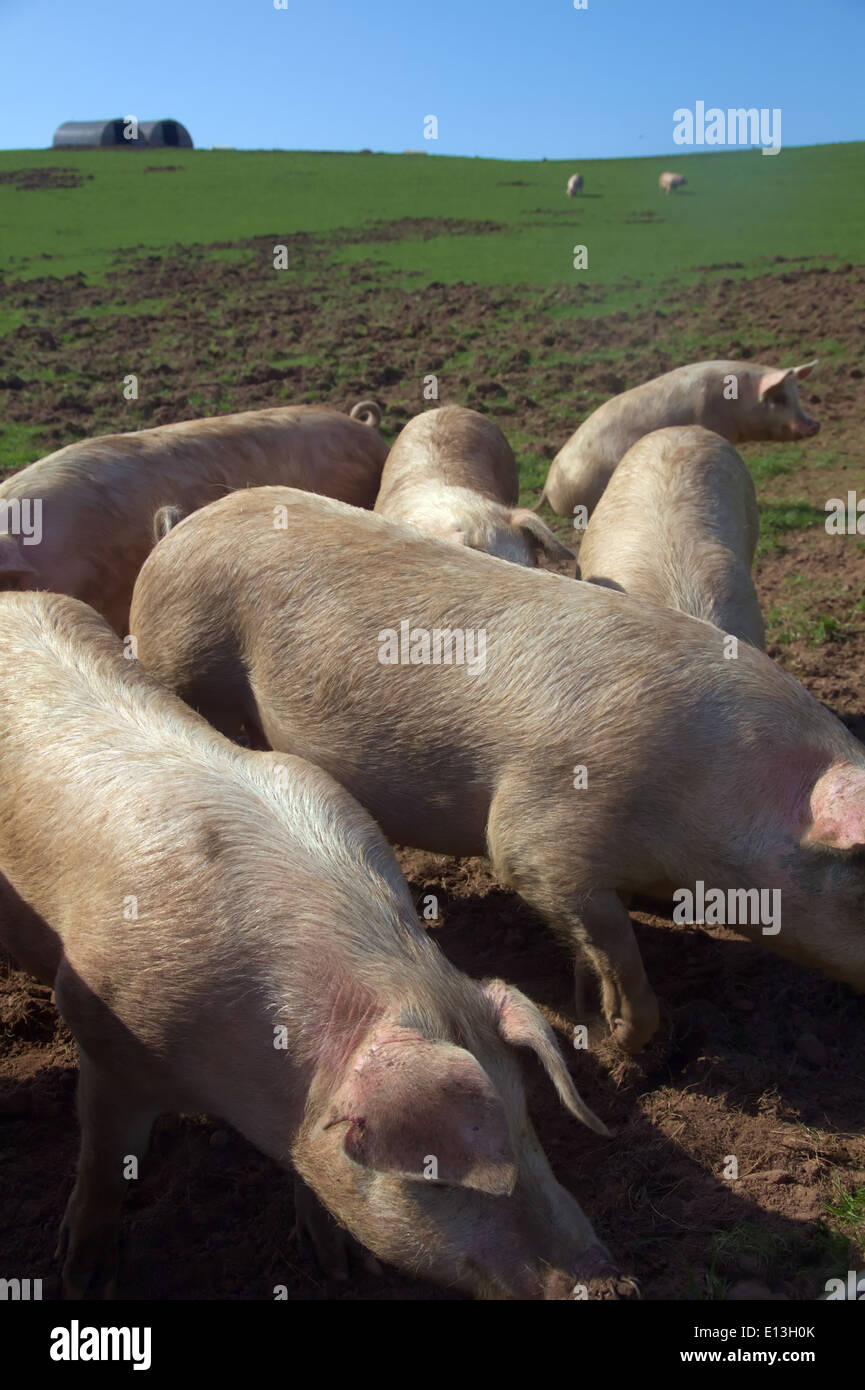 Free range scrofette - giovani suini riproduttori - mostra la scatola e come essi ravvivare il suolo Foto Stock