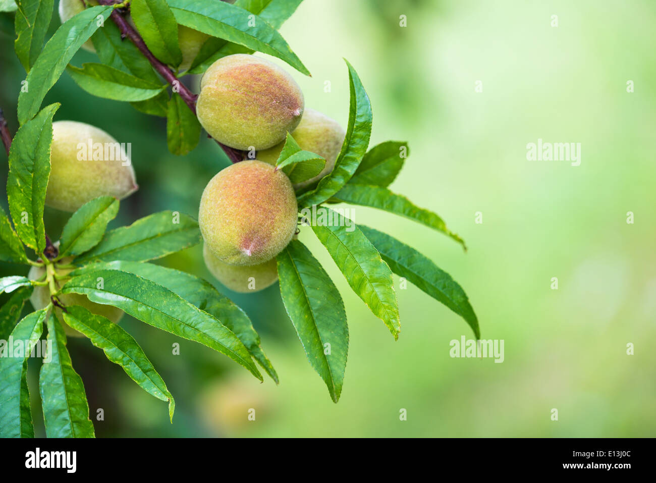 Pesco frutti in crescita e maturazione in giardino. Verde Naturale sfondo con copia spazio. Foto Stock