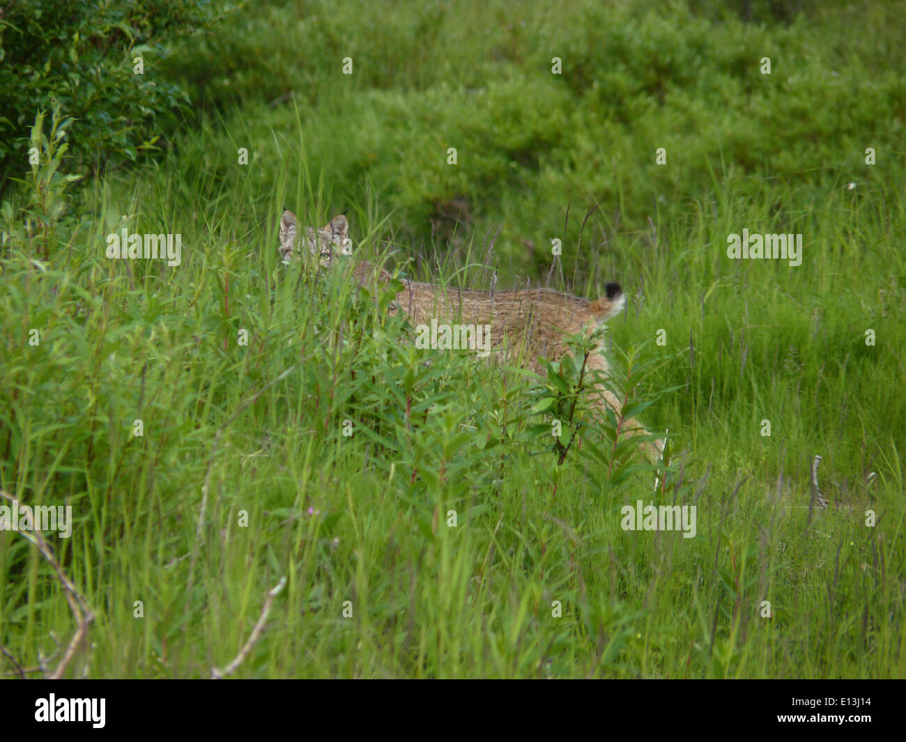 Lynx sfuggente Foto Stock