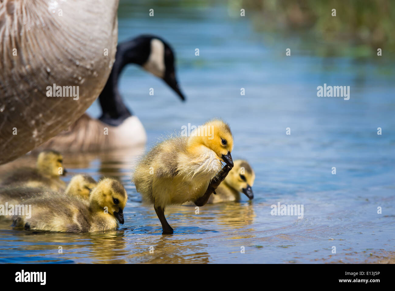 Giovani Canada Goose gosling e famiglia presso un lago Foto Stock