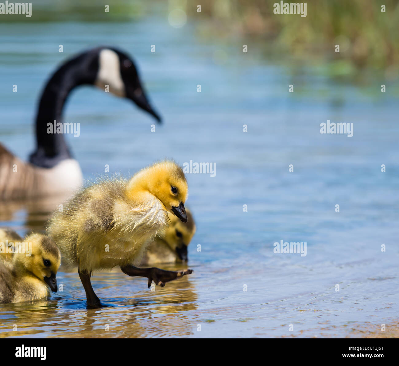 Adorabili Canada Goose gosling uscire dall'acqua del lago Foto Stock