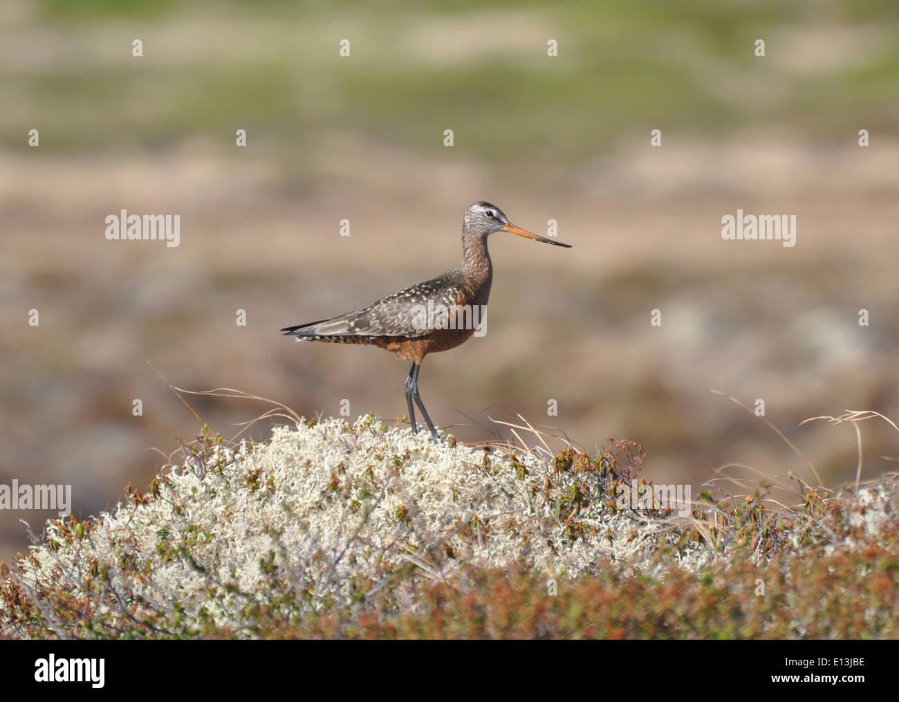 Hudsonian godwit Foto Stock