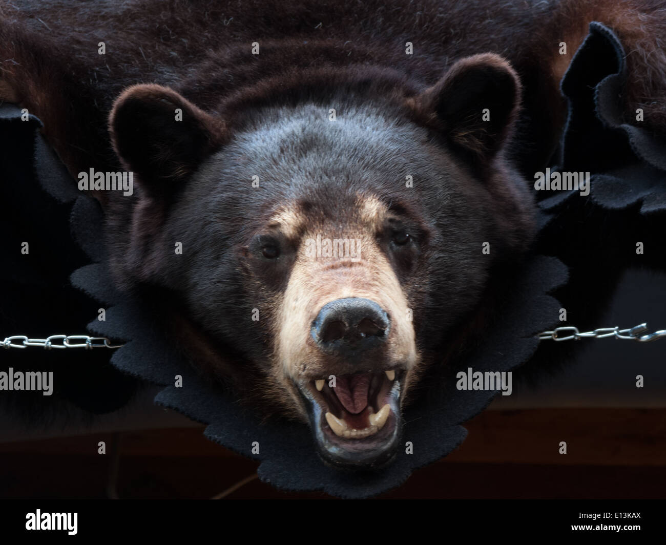Close-up di un Bearskin rug Foto Stock