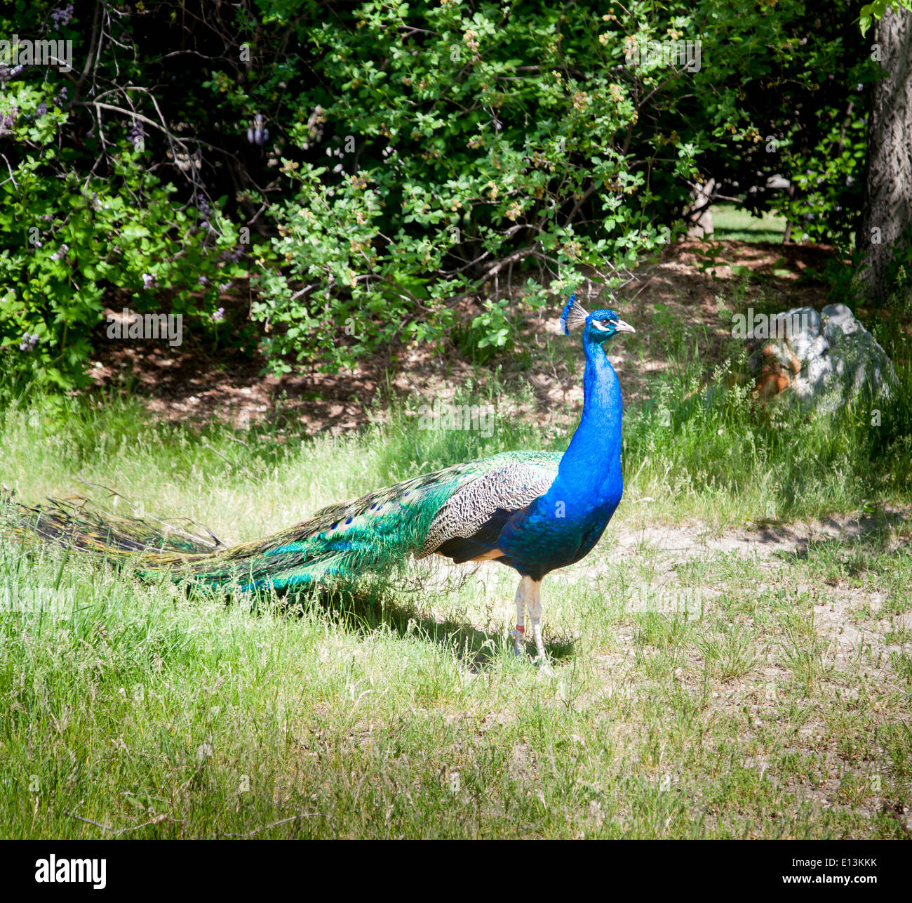 Peacock in una foresta Foto Stock