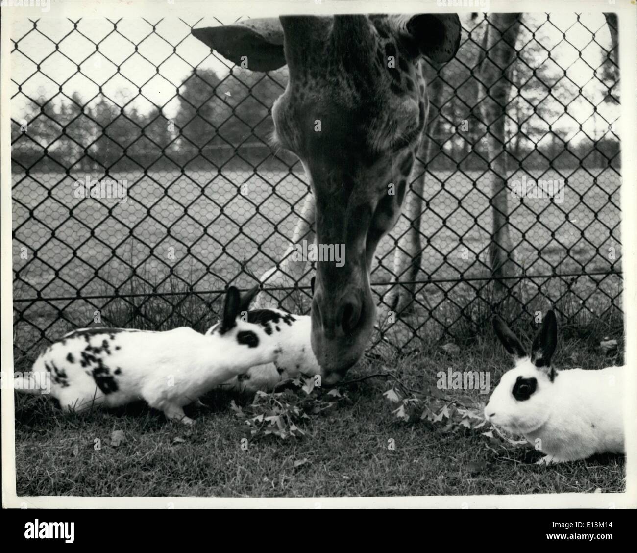 Mar 02, 2012 - ''Hey - licenziare il nostro Grub''!!! ''Helen'' La giraffa - e i conigli: Non vi è alcuna dicendo cosa succederà il prossimo - quando il Whipsnade Zoo competenti mettere Helen la Giraffa in un recinto accanto alla penna di coniglio con solo cinque piedi di recinzione - una certa quantità o improvvise e piccoli furti è tenuta a prendere posto.. I conigli guarda molto molto infastidito - come Helen aiuta a se stessa a loro scelta foglie verdi. Foto Stock