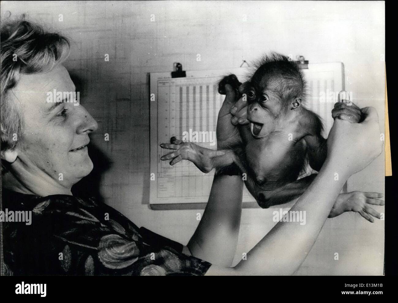 Mar 02, 2012 - Madre rifiuta il suo bambino. Questo gruel cosa è accaduto alcuni giorni fa in lo zoo di Francoforte, dove questo piccolo orangutan bambino è nato. La sua madre, 12-anno-vecchio orangutan Lady femmina , non era disposto a lasciare che il nuovo nato bere. Il piccolo, nascita-peso tre libbre, è stato dunque dato a un infermiere, guardiano Doris Podolczak. Il piccolo orangutan ovviamente non perdere la sua vera madre e sembra essere abbastanza felice con la sua balia! Keystone foto 8 Novembre, 1968 Foto Stock