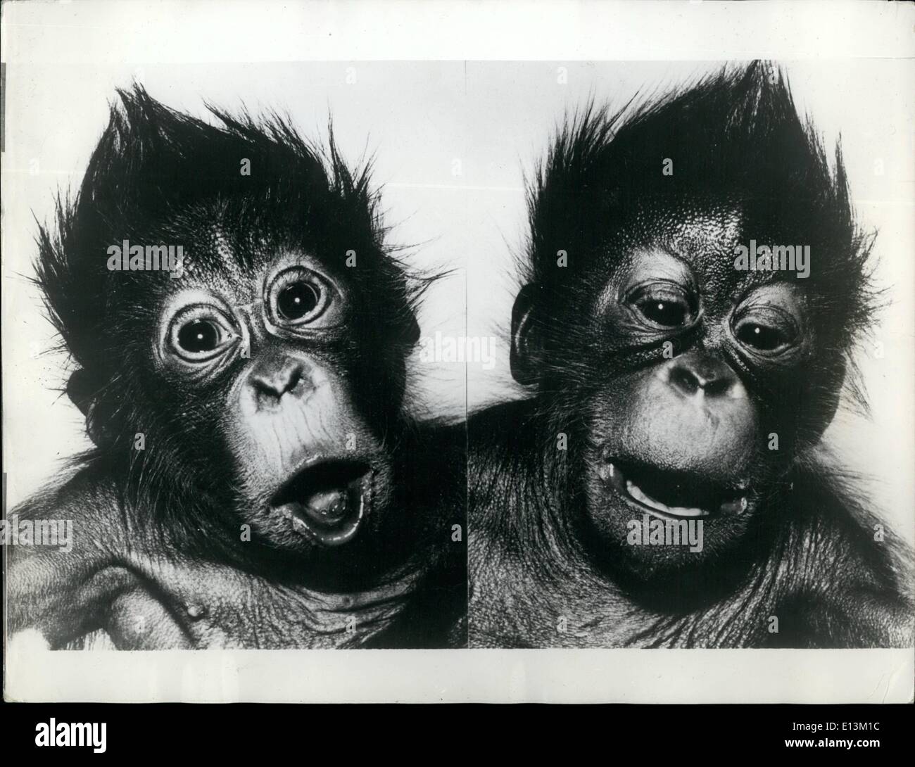 Mar 02, 2012 - Orangutan gemelli ancora in ospedale. Ancora in ospedale sono i gemelli orangutan del Monaco di Baviera zoo Hellabrunn . Fino ad ora sono state portate fino in incubatore e sono ancora sotto l'osservazione di un animale di Hellabrunn Ward. Nel frattempo, essi ora pesano tre volte tanto come quando sono nati. Nonostante il tempo doloroso quando i denti sono venuta attraverso i gemelli, maschio (sinistra) e femmina (a destra), è ovviamente una sensazione molto felice Foto Stock