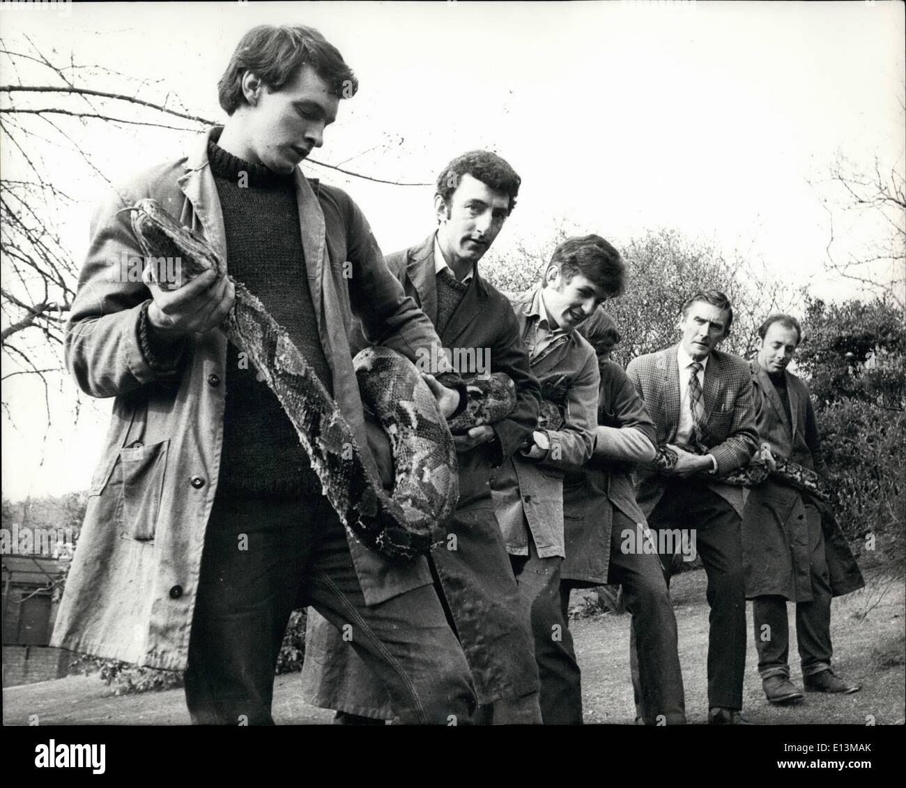 Mar 02, 2012 - Nuovo 22-piedi lungo Python a Paignton Zoo; Nuovo arrivo a Paignton Zoo, Devon, è un 22-piede lungo il traliccio Foto Stock