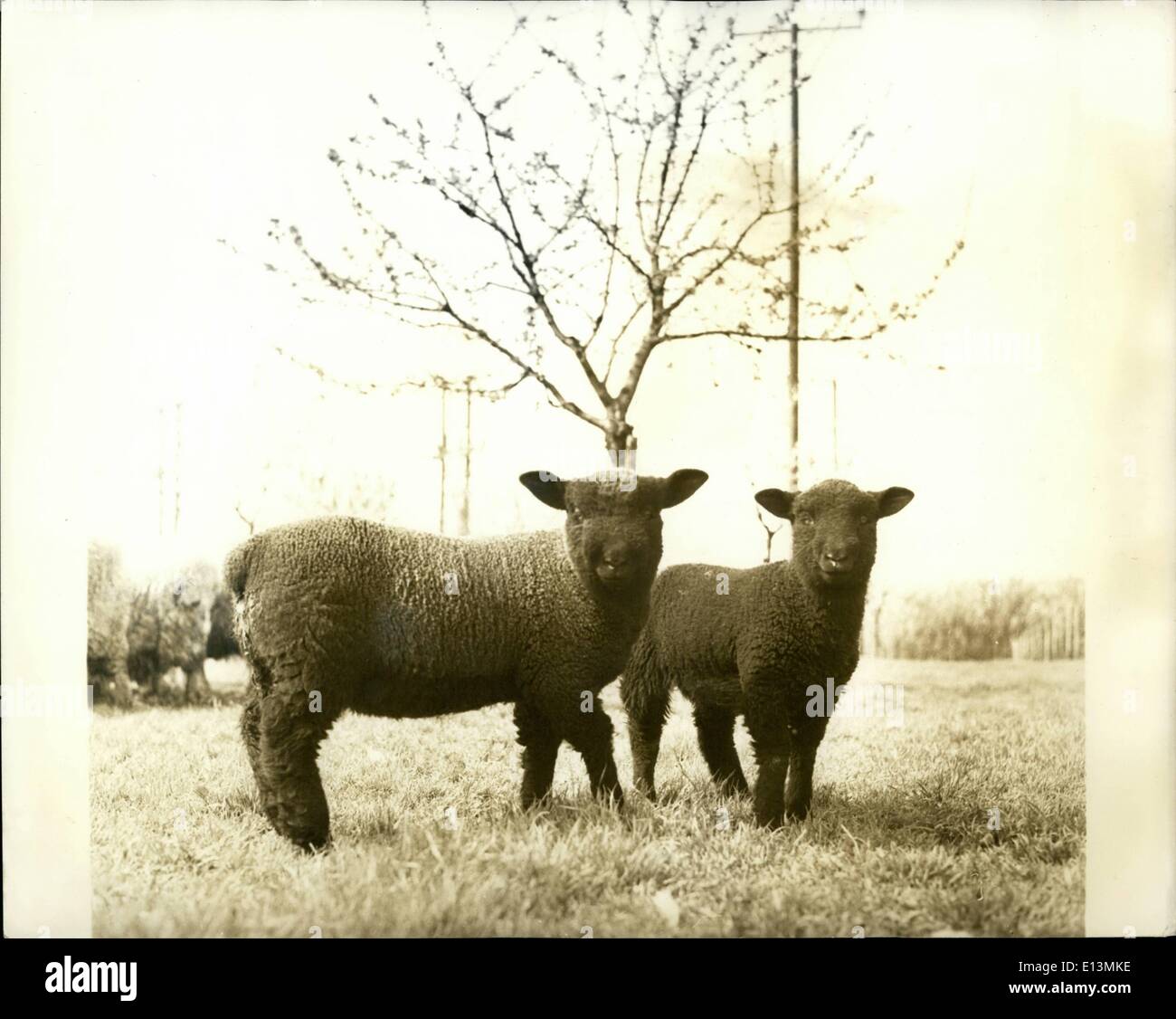 Mar 02, 2012 - un posto Shot: questi due primavera nera agnelli fare una bella immagine in quanto essi rappresentano per il fotografo. Foto Stock