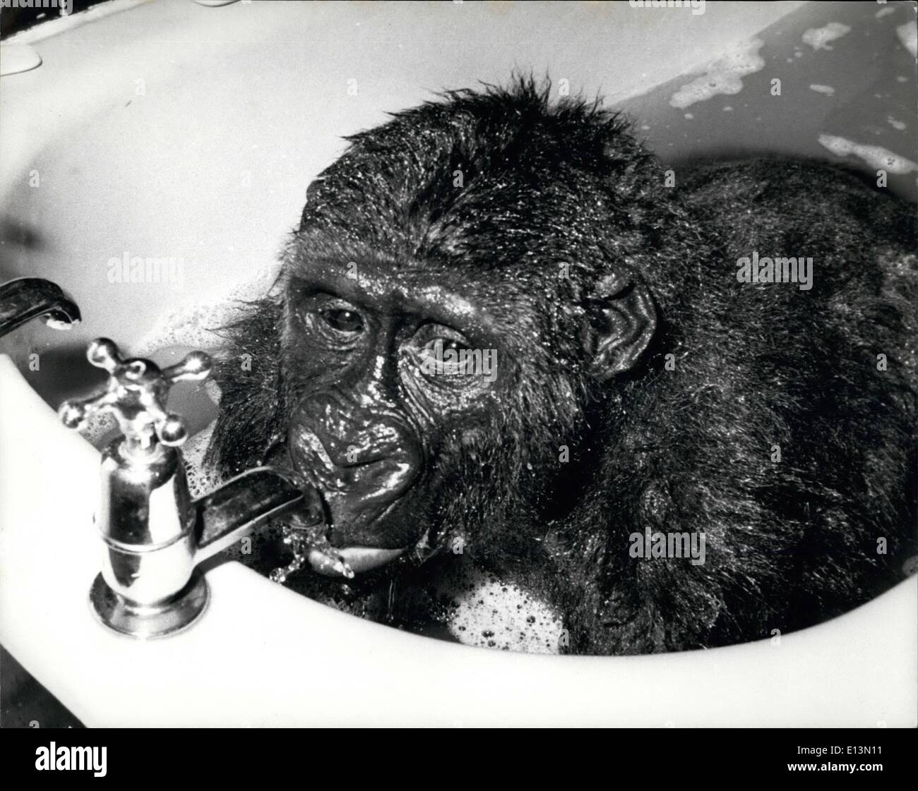 Mar 02, 2012 - Gorilla di ottenere un sorso di acqua mentre nella sua vasca da bagno. Foto Stock