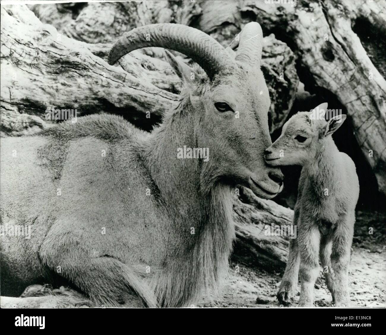 Mar 02, 2012 - non sto scherzando, è una carne di agnello. Se si pensa che questa mamma orgogliosa è una capra, allora si deve concludere che la sua prole neonato è un ragazzo. Ma si sarebbe sbagliato. I caprini cercando animale è in realtà un mufloni, noto anche come Udad. Il suo bambino è pertanto un agnello. Udad sono i onlyl pecora selvatica in Africa, dove vivono in zone di montagna. Questa toccante scena, tuttavia, è presso lo Zoo di Los Angeles in California, dove i detentori sono attualmente euforico oltre la nascita del piccolo sano esordiente. Foto Stock