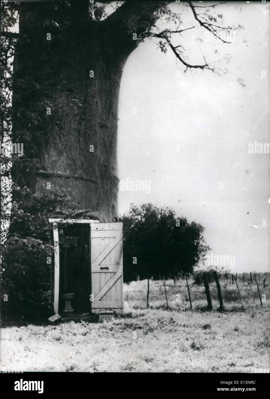 Mar 22, 2012 - Qui è il primo nel mondo reale ''albero di Lava'': questo albero è stimato in circa 4 mila anni ma la cosa che lo rende unico è il bagno completo con acqua corrente- che è stato aet nel suo scavato cent re. La struttura ad albero è un baobab, (Adansonia digitata) uno degli alberi africani che raggiungono un'altezza di settanta piedi=e talvolta tanto quanto 150 piedi di circonferenza. Il baobab hollow out come crescono=sono spesso utilizzate come rifugi=uno anche come un pub durante la guerra Foto Stock