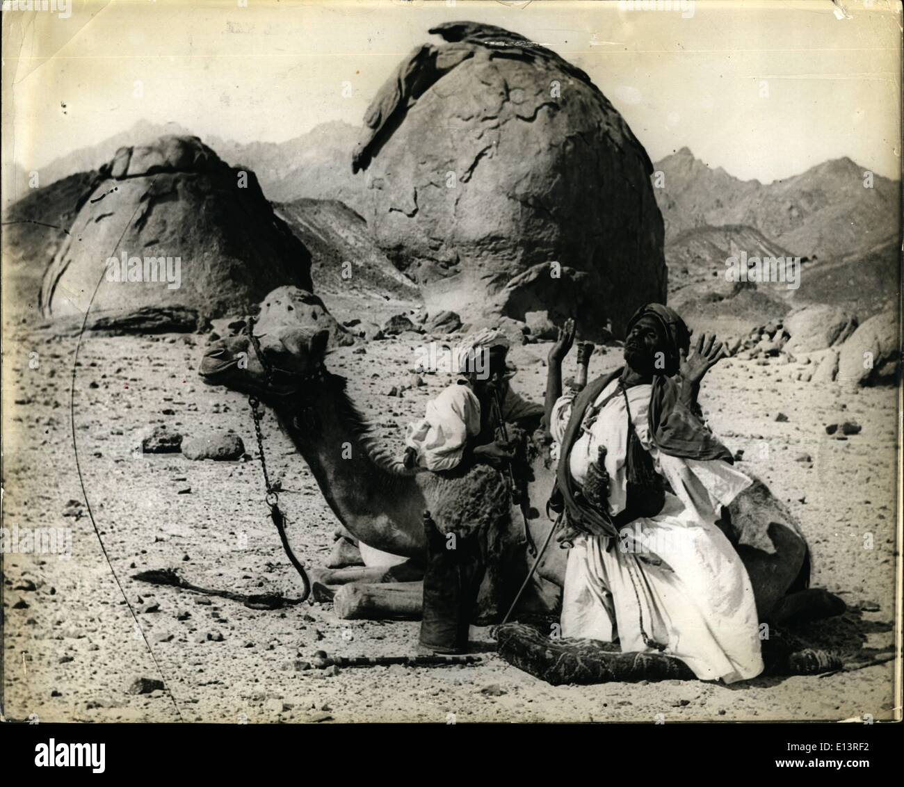 27 mar 2012 - la devozione nel deserto: il beduino a pregare sulle sabbie del deserto, il suo cammello accanto a lui. Arabia Saudita Foto Stock