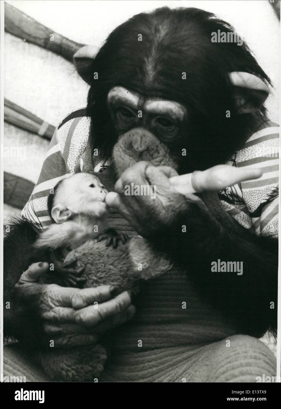 27 mar 2012 - Uno scimpanzé si prende cura di una scimmia cappuccino: uno scimpanzé felice di vita allo zoo di Duisburg/Germania Ovest è un molto gentili padri sostitutivi. Dopo la scimmia cappuccino Taoo è stato ripudiato dalla propria madre, i due anni di scimpanzé si prese cura degli orfani. Felice non solo mantenere con sollecitudine un occhio su questo piccolo e rock a dormire, ma egli dà anche la piccola scimmia baby il biberon (foto), in modo che esso diventi un cresciuti Cappuccini, presto. Questo tipo di comportamento è molto straordinaria Foto Stock