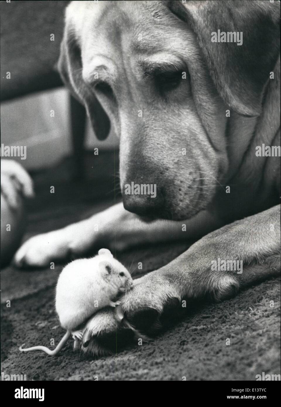 27 mar 2012 - Salva me dal Cat: Jennie, il mouse bianco, il pet di Guy Mayer di Market Drayton, Shropshire, va sempre a "Candy Golden Labrador, per protezione quando la Mayer cat è intorno a. Foto Stock