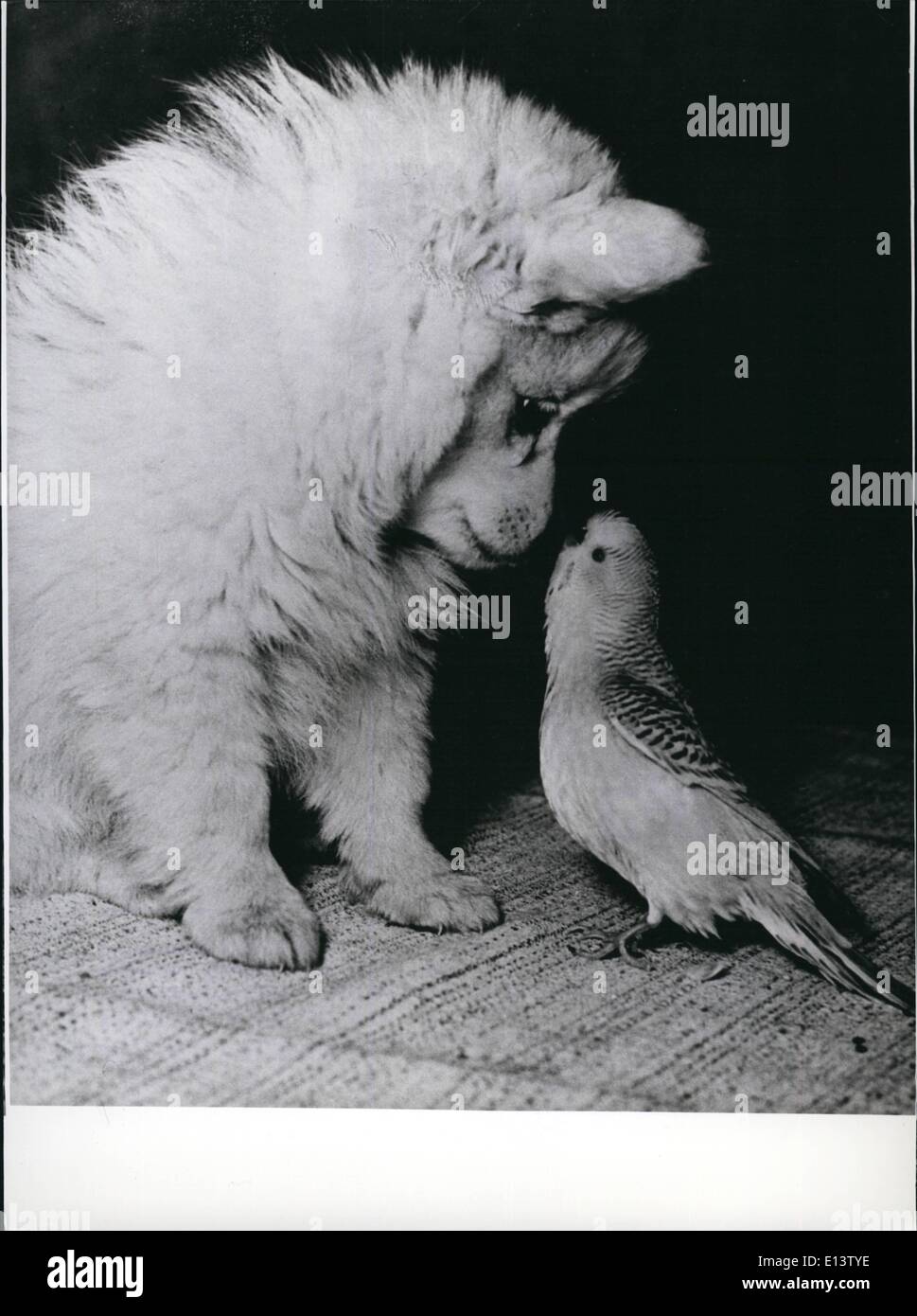 27 mar 2012 - ''O.k, sweetie, lei mi piace, ma meglio limitare il vostro affetto un po', prima che sia troppo tardi. Io preferisco ancora una pronta - salsicce fatte a un uccello come voi ma se continuate cercando me out per un lungo periodo di tempo, può essere cambiare la mia mente... Così, essere intelligente e volare lontano. Foto Stock