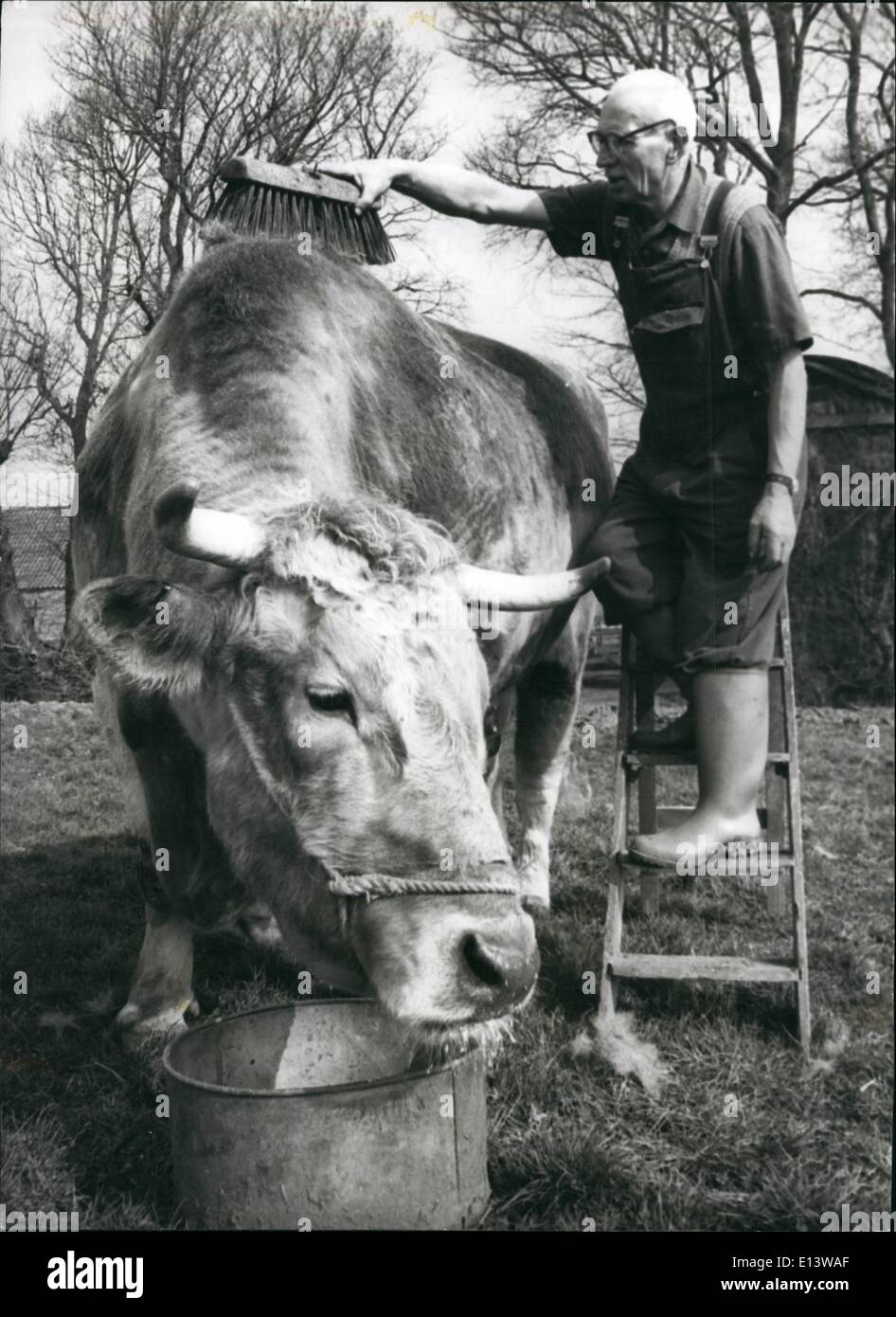 27 mar 2012 - La foto mostra il Sig. Jack indossare dando ''Charlie'' il mercato comune bull il suo pennello. Egli ha bisogno di una scala a pioli per raggiungere. Foto Stock