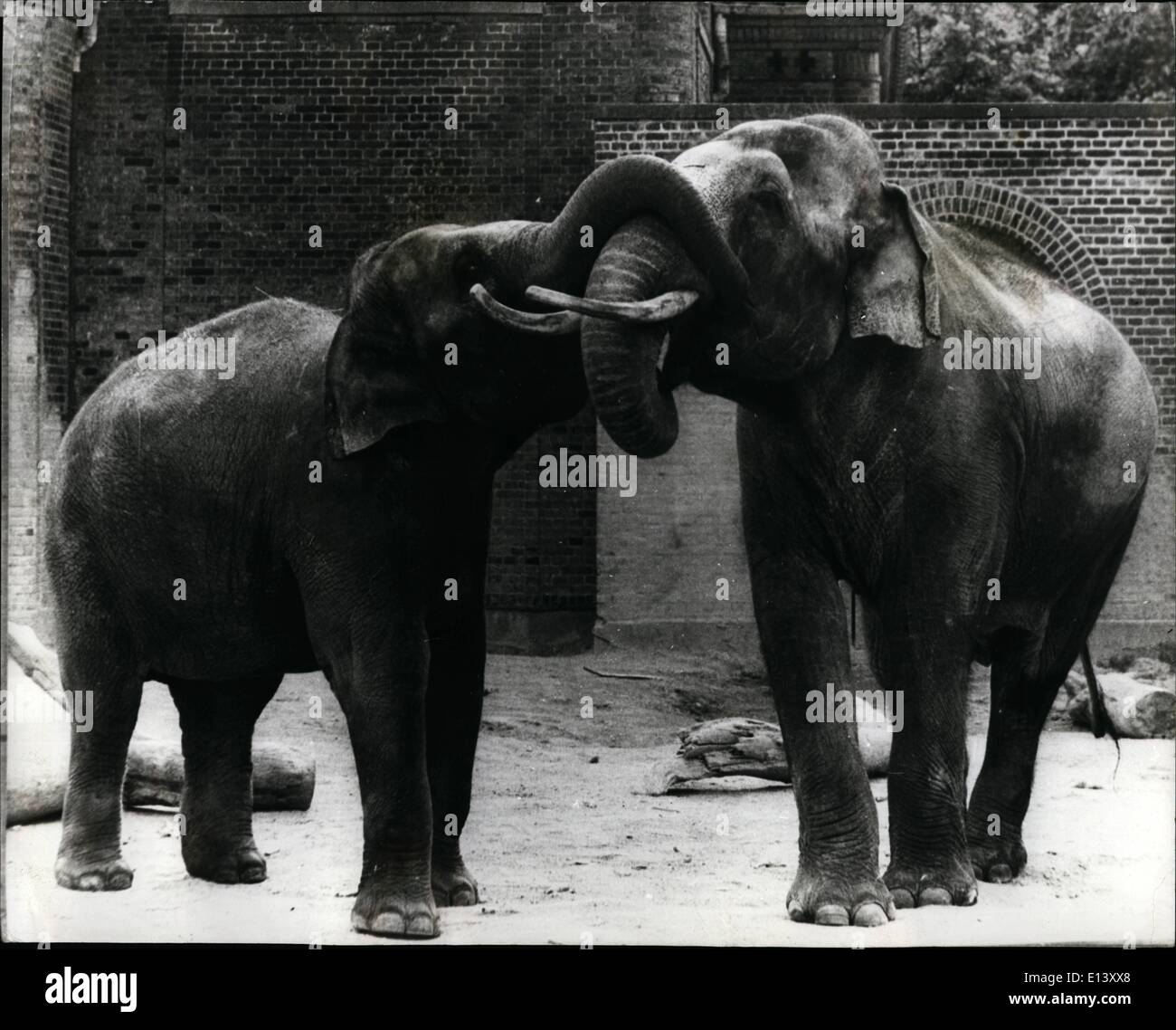 27 mar 2012 - Amore a prima vista: Thaia il dodicenne elefante femmina da lo Zoo di Zurigo - e dato come presente per lo zoo di Copenaghen presto fatto amicizia con 15 anni di elefante maschio Chengmai che ha avuto un grande interesse per lei. Essa non ha tenuto a lungo prima che fossero baciare e trunk rubing così in 22 mesi di tempo che il tempo per un elefante gravidanza, che sperano di vedere un nuovo nato elephant baby. La foto mostra: Thaia., a sinistra indica la leva Chengmai un bacio con il suo tronco. Foto Stock