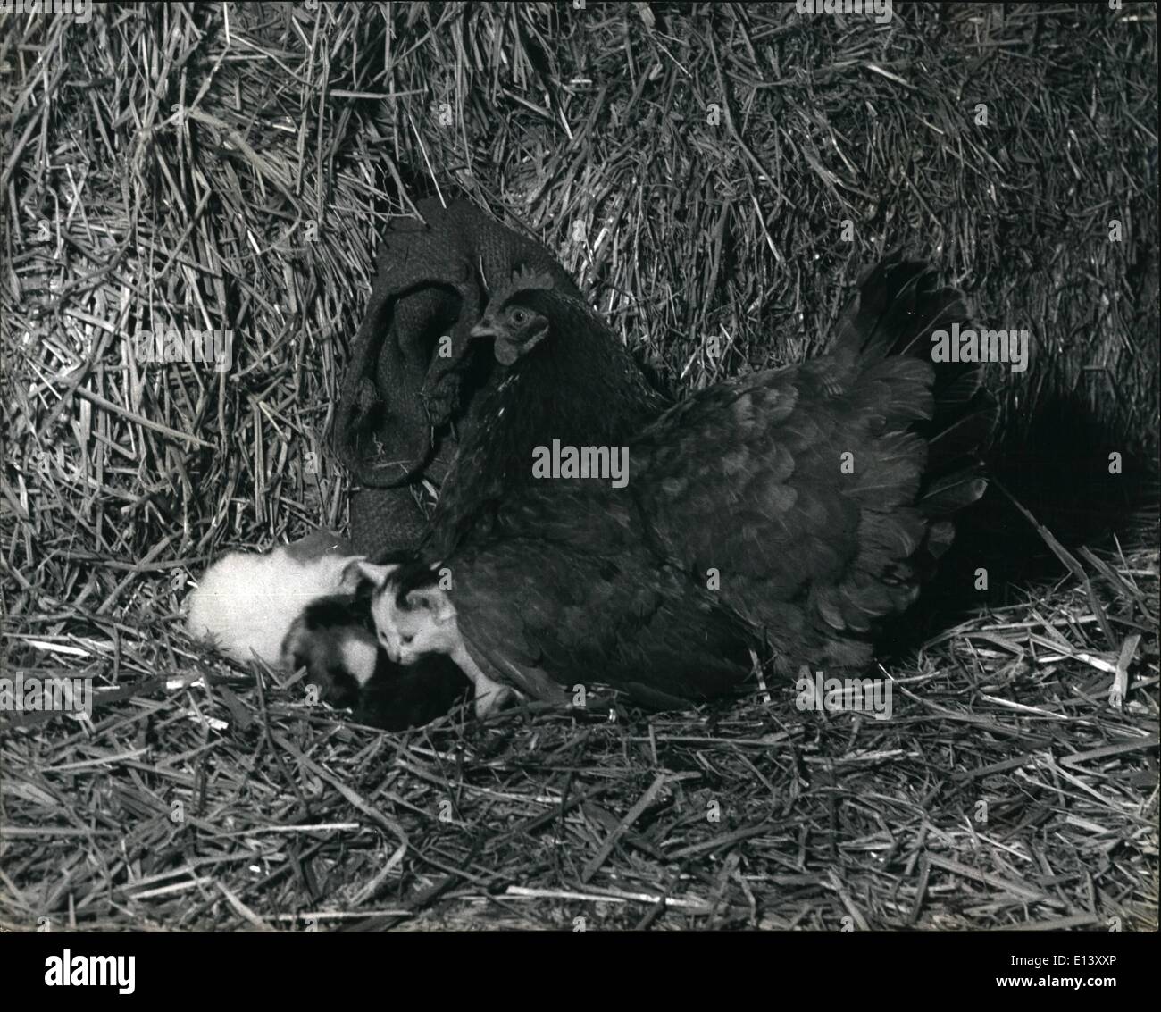 27 mar 2012 - lei li prese sotto la sua ala: Big hearted Hearietta non poteva sopportare di vedere il piccolo gattino motehrleas e volontariamente ha ripreso il lavoro di gattino sittting. I gattini il suo amore e sono molto felice lei li prese sotto la sua ala. La pelliccia e piuma bled insieme. Hen non ''gattino seduta "" per madre cat.: Occasionalmente madre natura suona strano ricks e fornisce un'eccezione alla regola di pelo e di piuma non ottenere a. Si tratta di uno di questi phenomenous che ha fornito il principale argomento di conversazioni fra gli abitanti del grazioso villaggio di ben-next-Mare, Norfolk Foto Stock