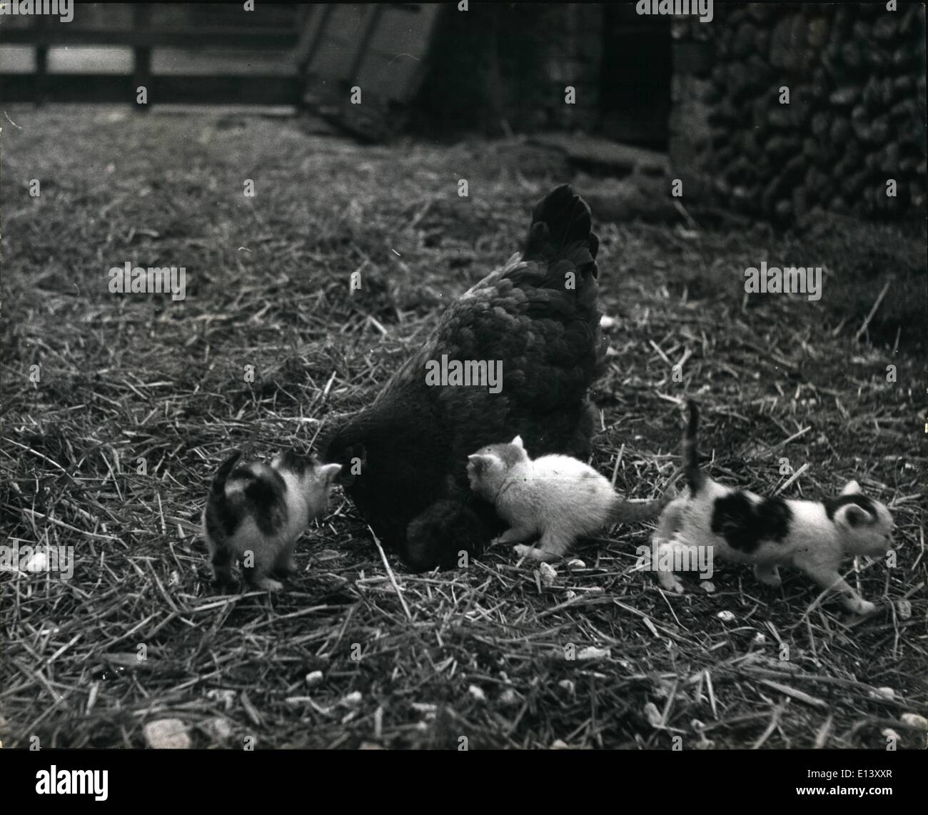 27 mar 2012 - fuori per una passeggiata?: i gattini sono tre settimane di età e ora stanno ottenendo un grande avventuroso, ma Henrietta non li lasciamo andare lontano senza è lì per vedere che non è giunto ad alcun danno. La pelliccia e piuma bled insieme. Hen non ''gattino seduta "" per madre cat.: Occasionalmente madre natura suona strano ricks e fornisce un'eccezione alla regola di pelo e di piuma non ottenere a. Si tratta di uno di questi phenomenous che ha fornito il principale argomento di conversazioni fra gli abitanti del grazioso villaggio di ben-next-Mare, Norfolk Foto Stock