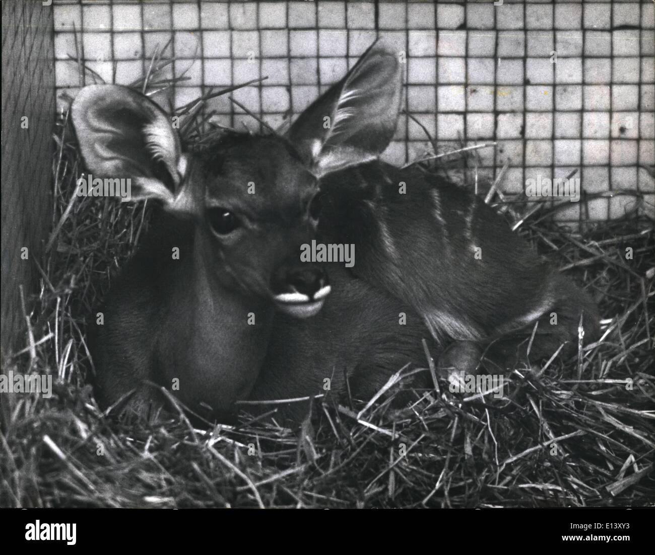 27 mar 2012 - lo chiamano grandi orecchie; Lo Zoo di Londra è orgoglioso della sua nuova, arrivo un bambino Kudu. Un animale raro è il maggiore Kudu e little big Kars è nato il 28 agosto. I suoi orgogliosi genitori sono noti come Ku e Du. Foto Stock