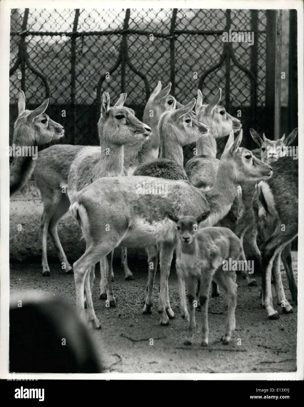 Mar 31, 2012 - Indian Blackbuck neonati mostrano le loro pagine: due indiani antilopi 0 una sorta di antilope - sono nati in questa settimana presso lo Zoo di Londra. Con l'agilità Inbred erano mostrando loro stessi esperti in entrambi il lungo e salto in alto entro poche ore dalla loro nascita. La foto mostra il bambino antilopi con alcuni di loro anziani presso lo zoo di Londra ieri. Foto Stock