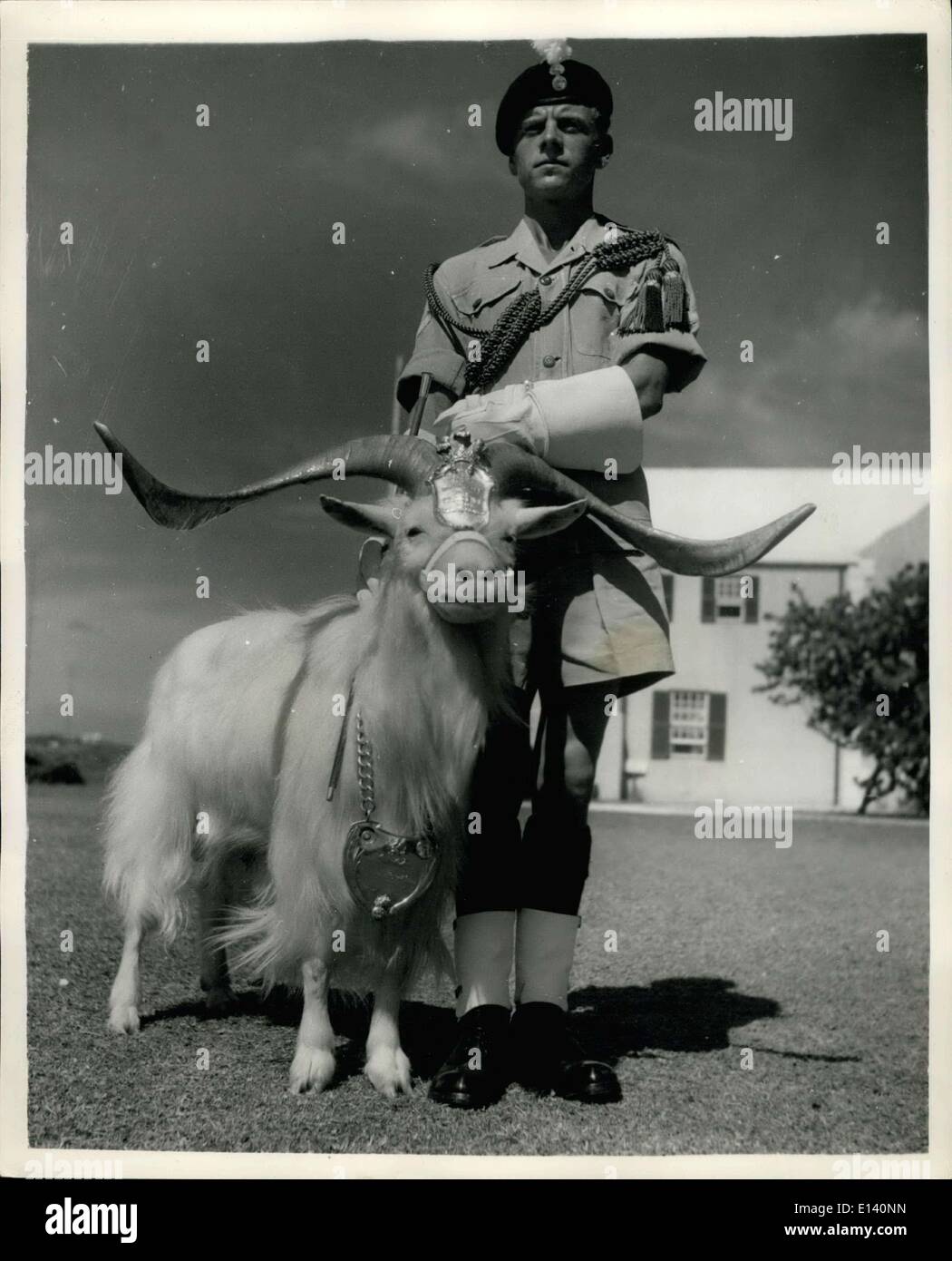 31 marzo 2012 - Royal Welch  Mascot a Bermuda, molto intelligente..molto orgoglioso; ''Bilix'' la mascotte di Goat dei Royal Welch Fusiliars si erge orgogliosamente all'attenzione del suo ''Goat Major'' a Hamilton, Bermuda. I Fusiliers sono stati stanziati in Giamaica e sono stati volati a Bermuda per contribuire a partecipare ai lavori di sicurezza per le conferenze proposte dai ''tre grandi''. Il maggior numero di utenti un manipolo recante l'iscrizione ''Bill-il dono di questa Maestà Re Giorgio VI ai Royal Welch Fusiliers'' Foto Stock
