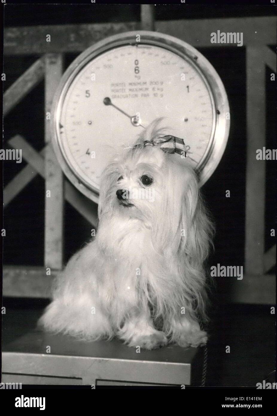 Mar 31, 2012 - Un Pet-Dog mostra aperta oggi a Parigi: oggi un cane mostra aperta nella Salle Wagram a Parigi. Un piccolo cane Maltese sulla scala. Foto Stock