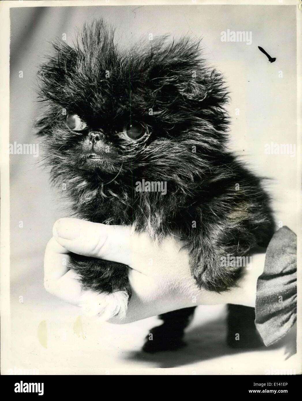 Mar 31, 2012 - AVVIAMENTO A ''gettare il suo peso circa...il 'Black atomo" - Pesi una sterlina.Egli pensa che è il momento di lanciare il suo peso circa...ha appena girato la bilancia esattamente a una libbra - e questo è sufficiente a giustificare la messa su un bold 'occhio anteriore dell'... Egli è di due mesi e mezzo - e lui è solo una manciata...Il suo nome è ''atomo nero'' - uno di una littler di quattro pekingese appartenente alla signora Dorothy di Burgess Hill, Sussex - e ha già fatto il suo debutto in mostra. Foto Stock