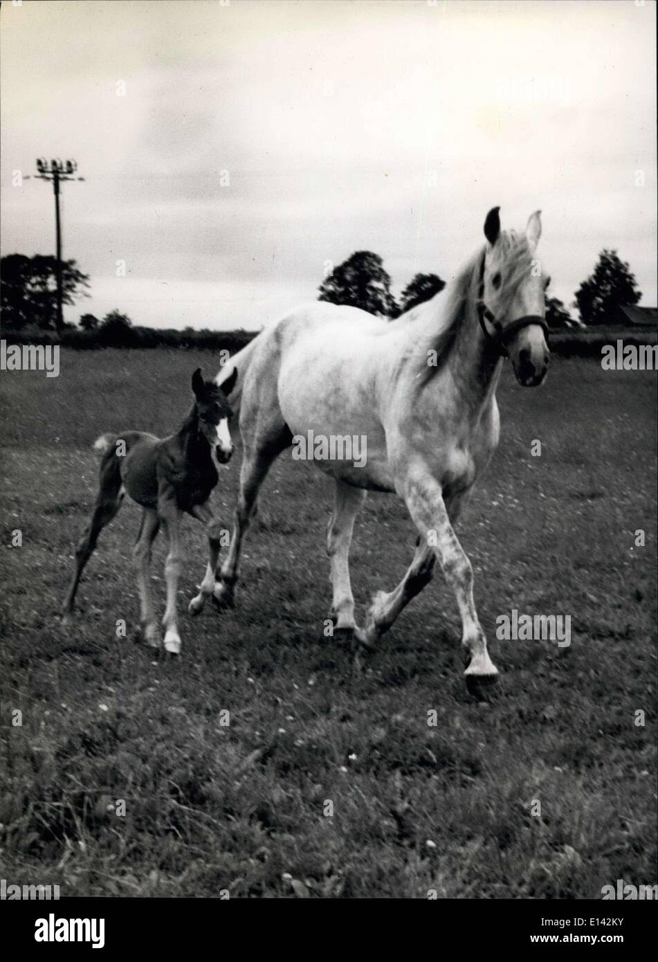 Mar 31, 2012 - Mettendo la lotta va avanti il piede prima: Tosca e il suo puledro passo nel tempo nel campo del Worcestershire ud farm. Lei è un vivace bambino. Chi sa che cosa il futuro può tenere per la figlia di un tale famosa madre. Foto Stock