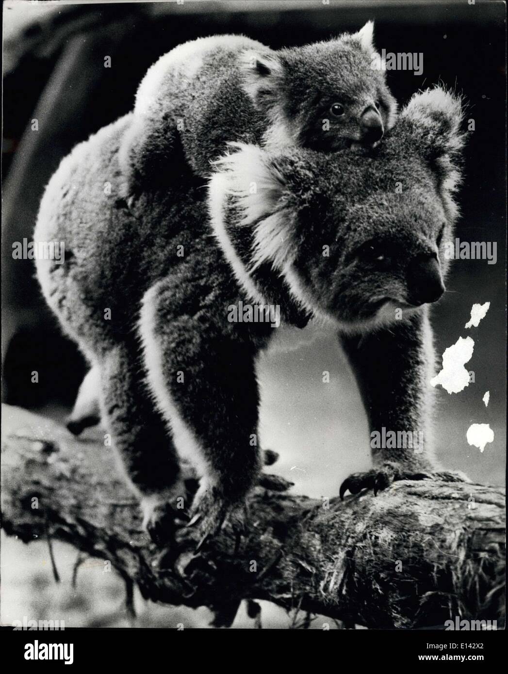 Mar 31, 2012 - attenzione a mamma . Australia Melbourne Zoo è presente nel mezzo di un bambino Koala Bear braccio. Qui illustrato è una mamma orgogliosa chiamato Hansel con il suo neonato carle. Carle sembra solo un po' timido al presente ma non si poteva anomalia lei per pensare in un primo momento che sua madre era in lei per un giro. Foto Stock