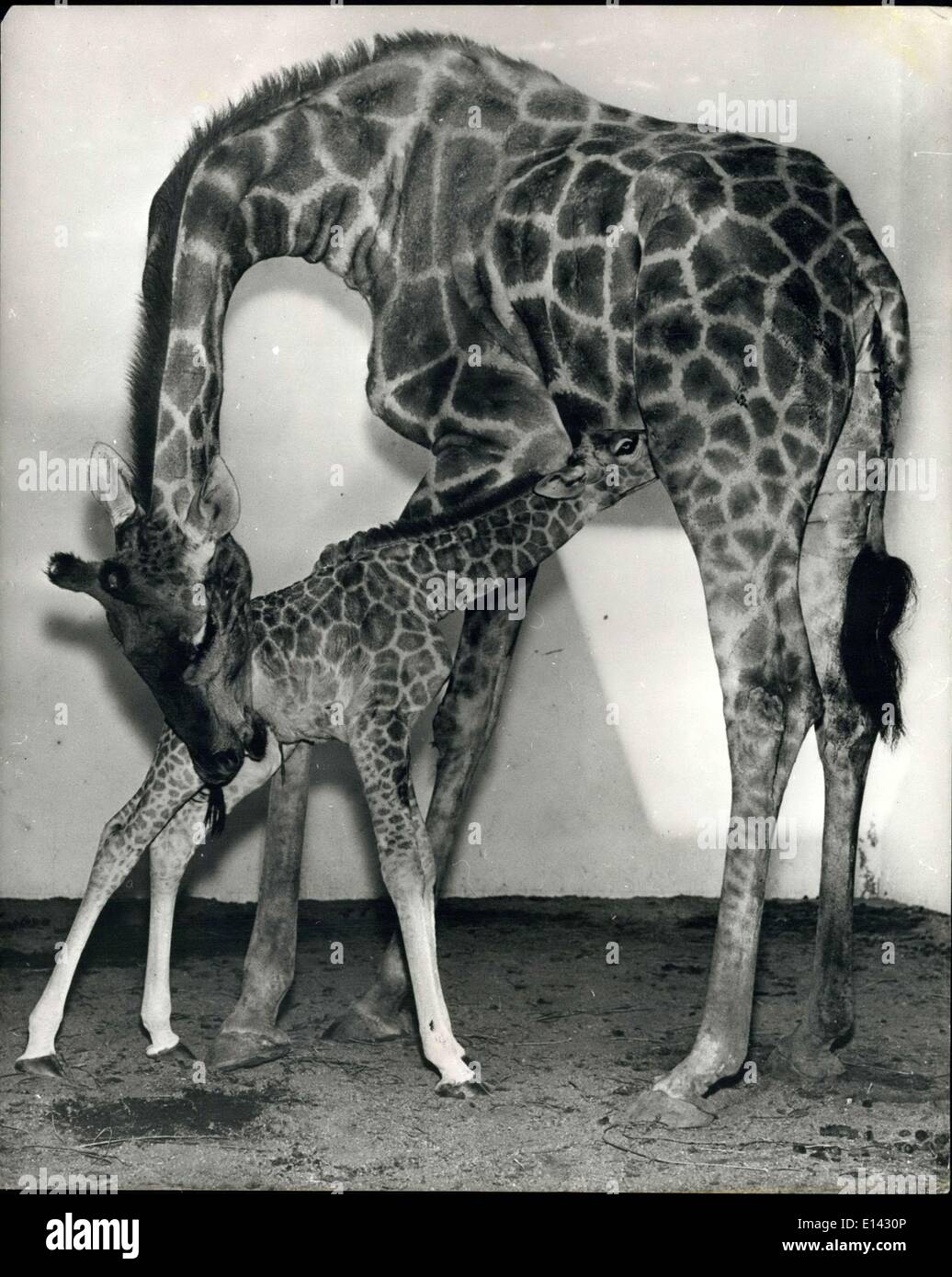 Mar 31, 2012 - Si tratta di aspirare In-Time: Solo pochi momenti dopo la nascita, questo premio baby Angola La giraffa è occupato rimboccatura per il suo pranzo. La giovane figlia di 16-ft. madre ''Maxine'', misurata in corrispondenza di un'altezza di 6m. Il bambino è il primo giraffe nato a lo Zoo di Los Angeles in California dove non vi è corrente il giubilo oltre l'evento. Foto Stock