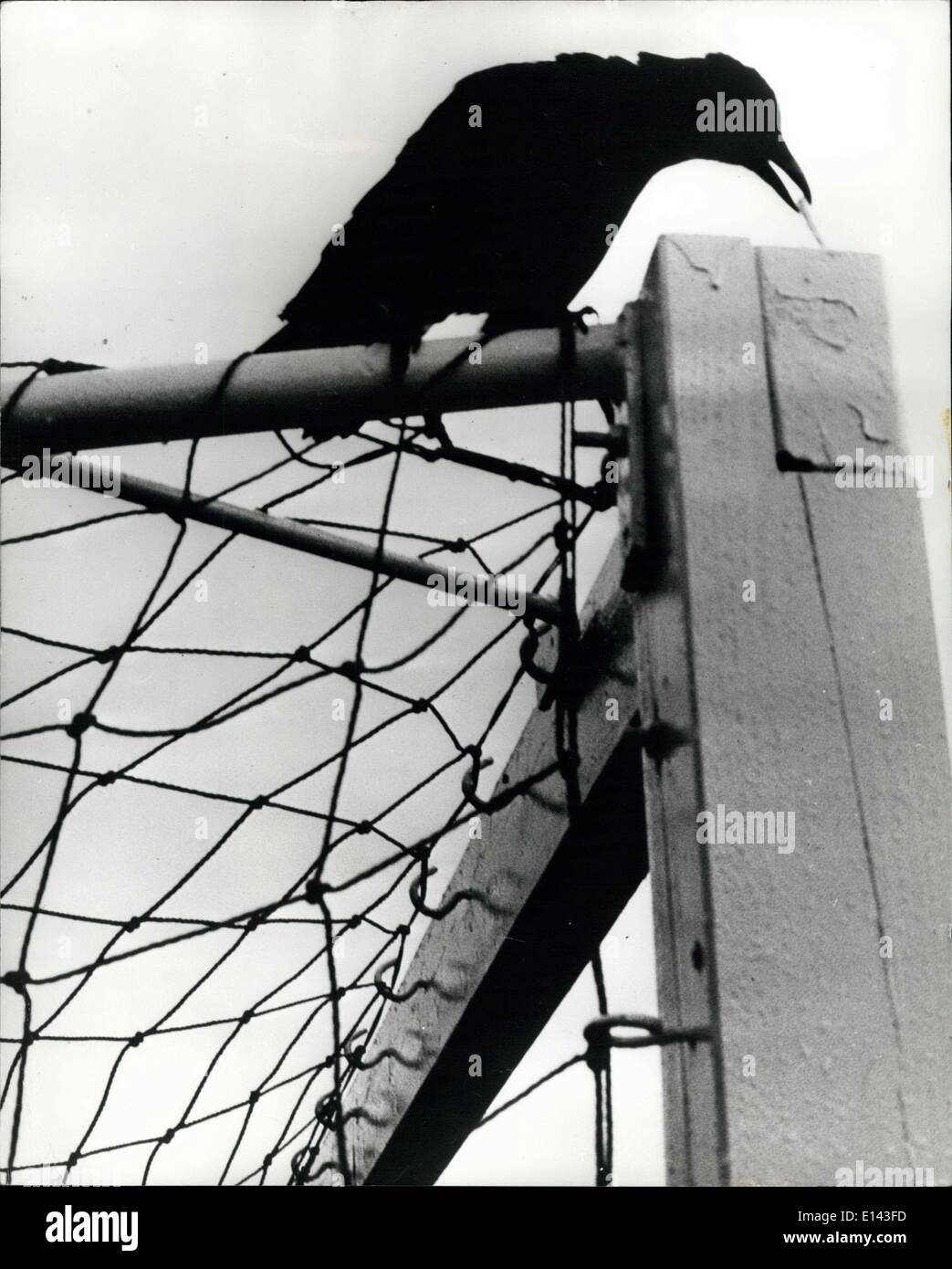 Mar 31, 2012 - un corvo che smantella obiettivi posti: Questo crow è visto prendendo un sorew fuori della parte superiore di un goalpost presso un campo di calcio Foto Stock