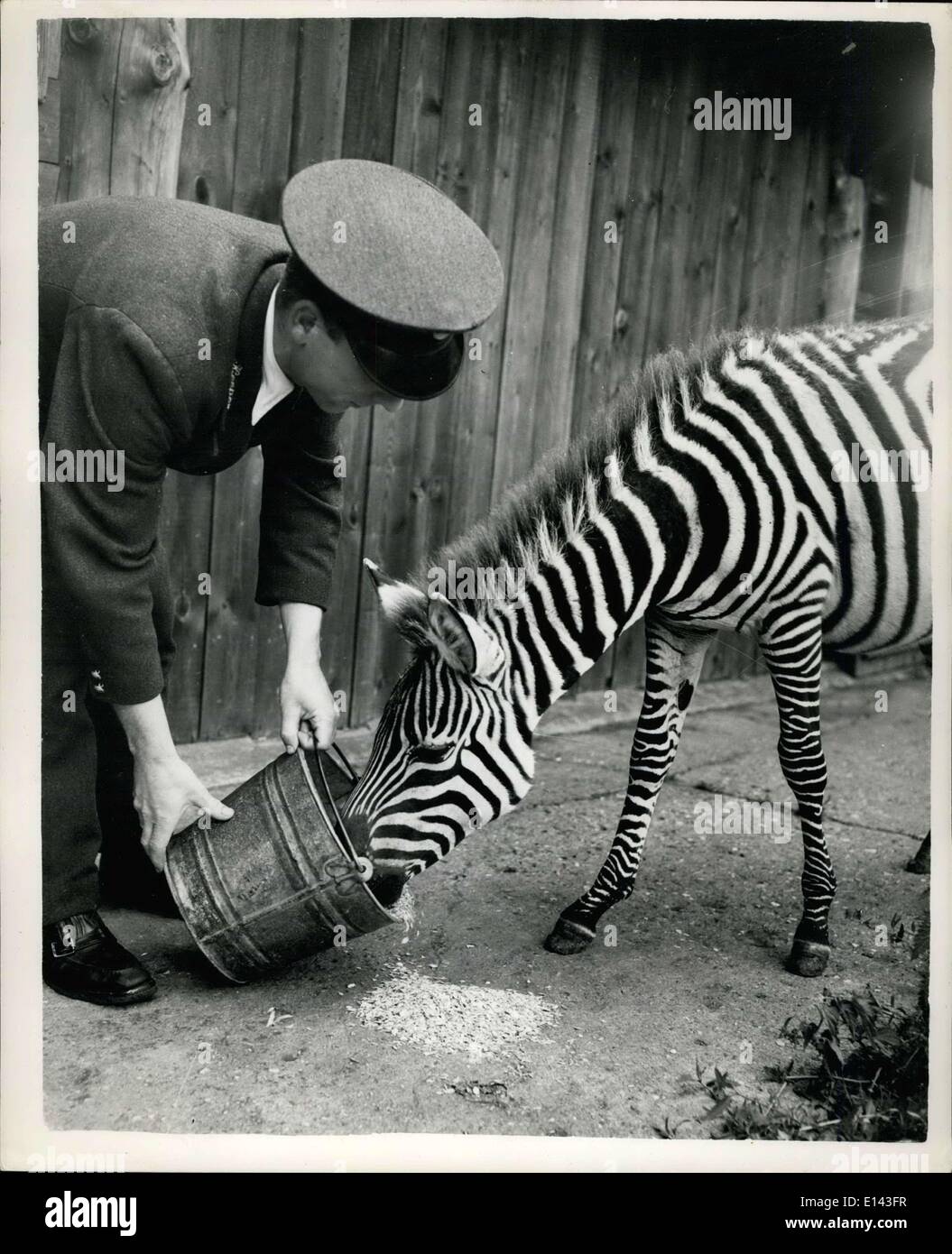 Mar 31, 2012 - Nuovo arrivato whipshde: nuovo arrivo a whimpmade zoo, è questo 10-mesi baby zebra - come ancora senza nome - parte di Foto Stock