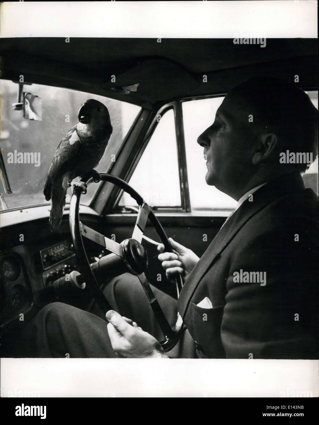 04 aprile 2012 - e' un 'hold-UP' di ''Captain Hook'' il Parrot va sempre con il suo maestro, Charles Godsal. Quando si guida, Hook salta sempre sul volante per primo. Deve essere mosso con decisione prima che il suo incontro  possa partire. A Parrot as A Pal: ''Captain Hook'' Traveds mai il suo direttore e pilota della Master Company Charles Godsalt di Lyall Street, Londra ha un bosom pal in pappagallo ''Captain Hook''. Due anni fa guardava intorno a un negozio di animali domestici e notava il pappagallo amazzonico di 12 anni con la facciata blu di ''Hook'' Foto Stock