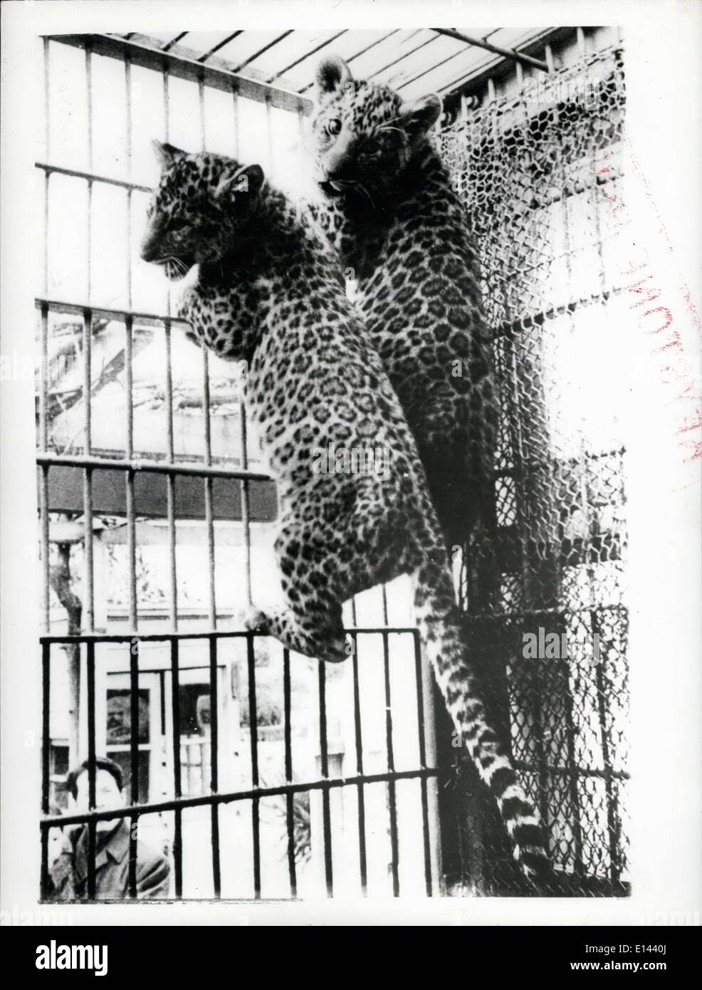 Apr. 04, 2012 - Il mondo solo Leopons crescono. Raro prole in giapponese Zoo. Il 190 giorno vecchio Leopon cubs metà leopardo e metà lion nato al Hanshin Park Zoo, vicino a Kobe, in Giappone stanno crescendo in bella animali. Il loro padre è un Leopard e la loro madre una leonessa. I cuccioli sono un maschio e una femmina, e mentre la femmina è in grado di farlo, egli è piuttosto più goffo. Il rivestimento della femmina sta diventando la luce mentre quello dei maschi di colore più scuro. Keystone Foto Mostra: La Leopon cubs salire le barre di loro gabbia per riuscire a vedere meglio i curiosi Foto Stock