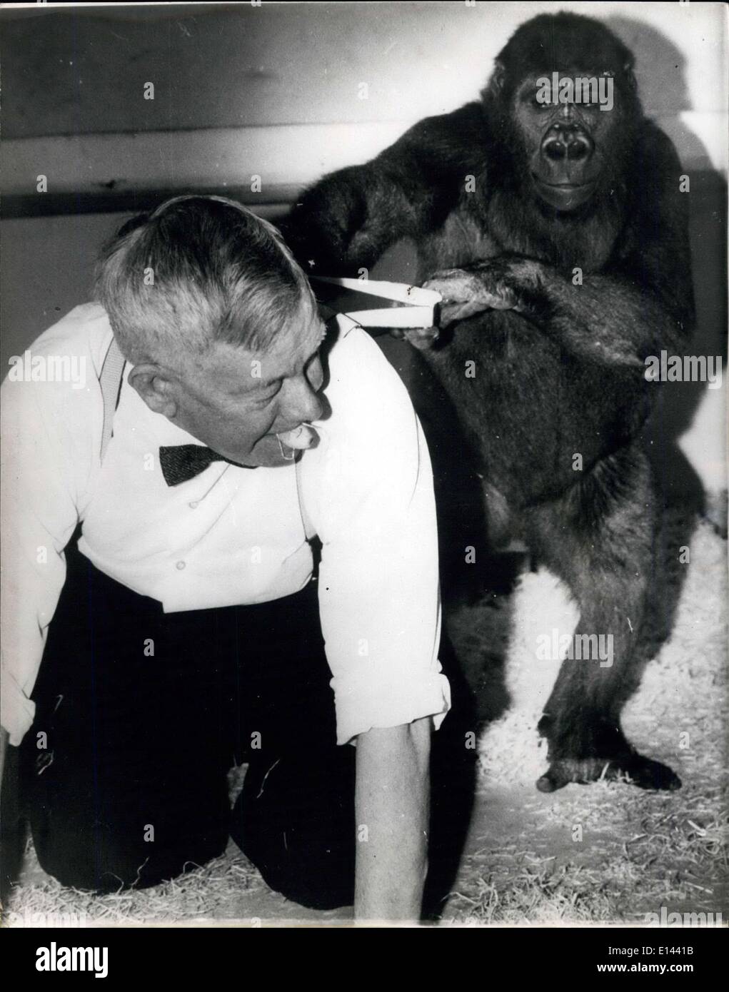 Apr. 04, 2012 - cavalleresco Romp...da George...Il più popolare detenuti della zoo a Sydney in Australia - sono George e Maria i gorilla....i visitatori allo Zoo sempre amano fermarsi a guardare le loro buffonate...il loro grande pal - è Sir Edward Hallstrom - l'on. Il direttore di vita Taronga Park Zoological Trusy -Sydney...Quando egli entra nella loro gabbia - di un diritto a tempo reale è avuto da tutti....mostra fotografica di George detiene - Sir Edward dalla sua parentesi - come quest'ultimo esamina intorno alla gabbia - tenendo una banana nella sua bocca - come un dono per una cooperativa di George. Foto Stock