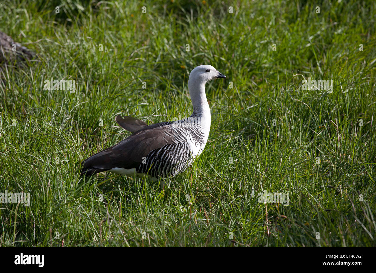 Magellan goose (maschio). Parco Nazionale di Torres del Paine. La Patagonia. Cile Foto Stock