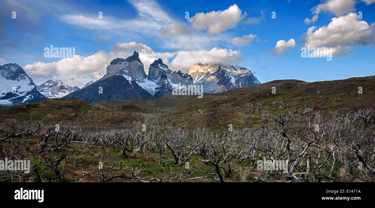 Le Corna del Paine e morte lenga alberi (dopo il 2011 fire). Parco Nazionale di Torres del Paine. La Patagonia. Cile Foto Stock