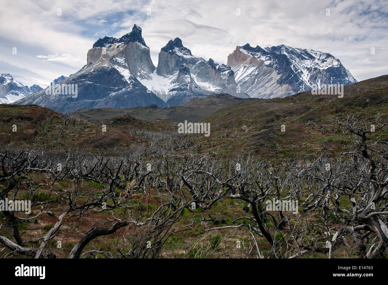 Paine massiccio e morte lenga alberi (2011 fire). Parco Nazionale di Torres del Paine. La Patagonia. Cile Foto Stock