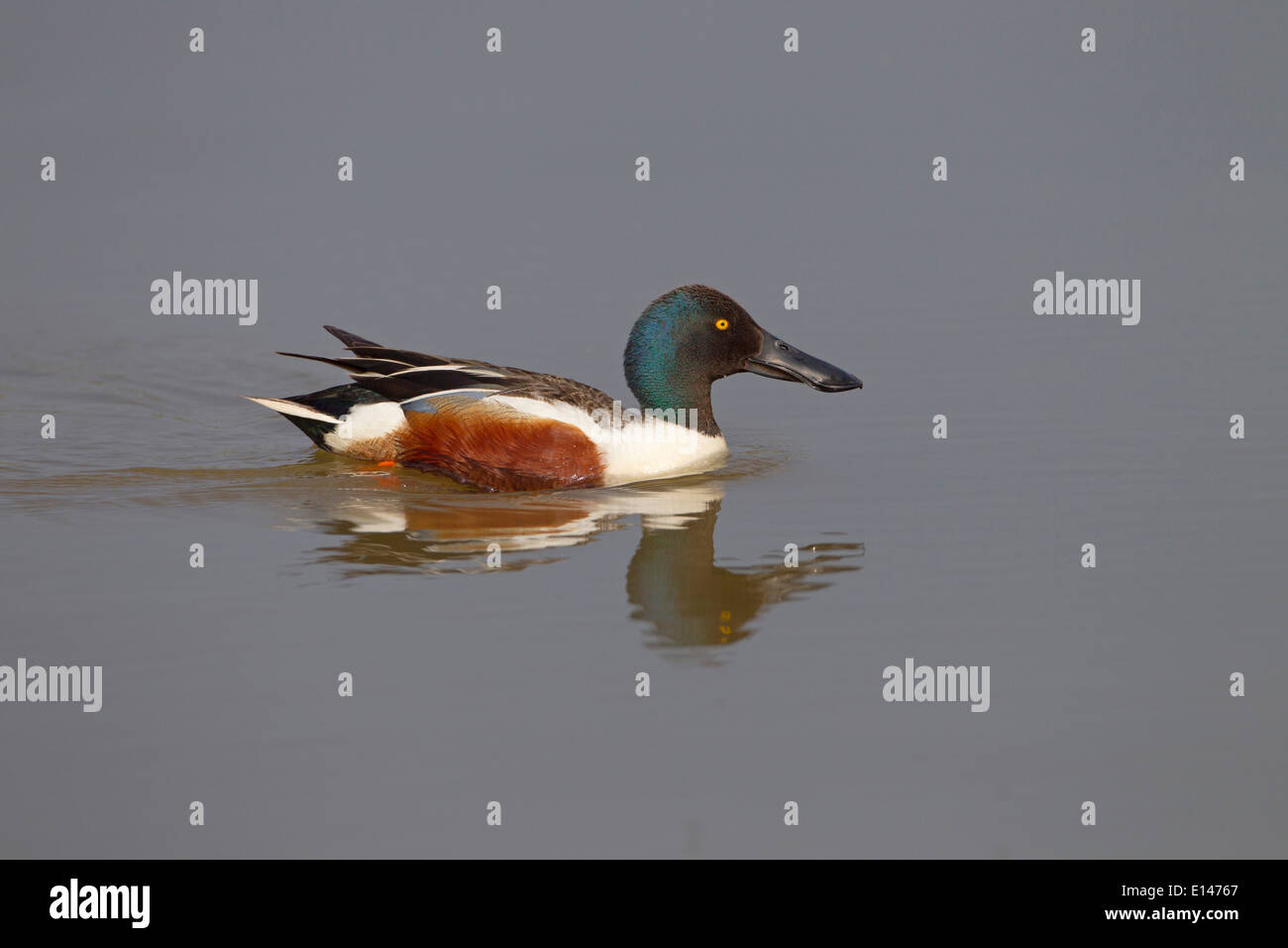 Mestolone Anas clypeata Drake a riserva Cley Norfolk può Foto Stock