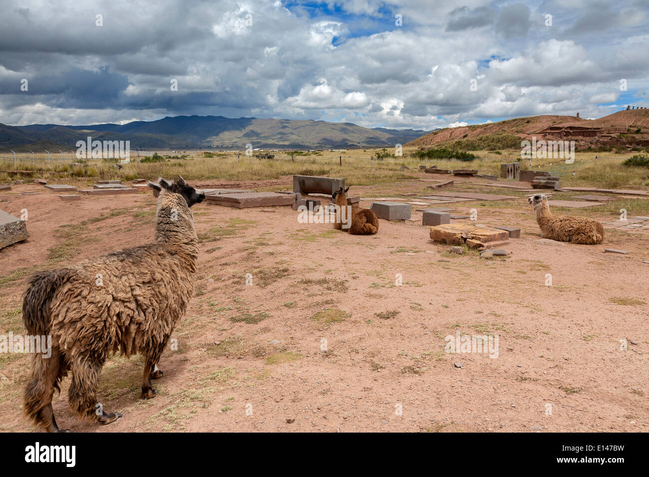 Llama (Lama glama). Tiwuanaku sito archeologico. Bolivia Foto Stock