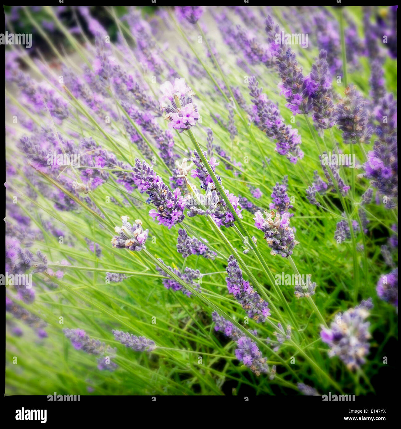 In prossimità della boccola di lavanda Foto Stock