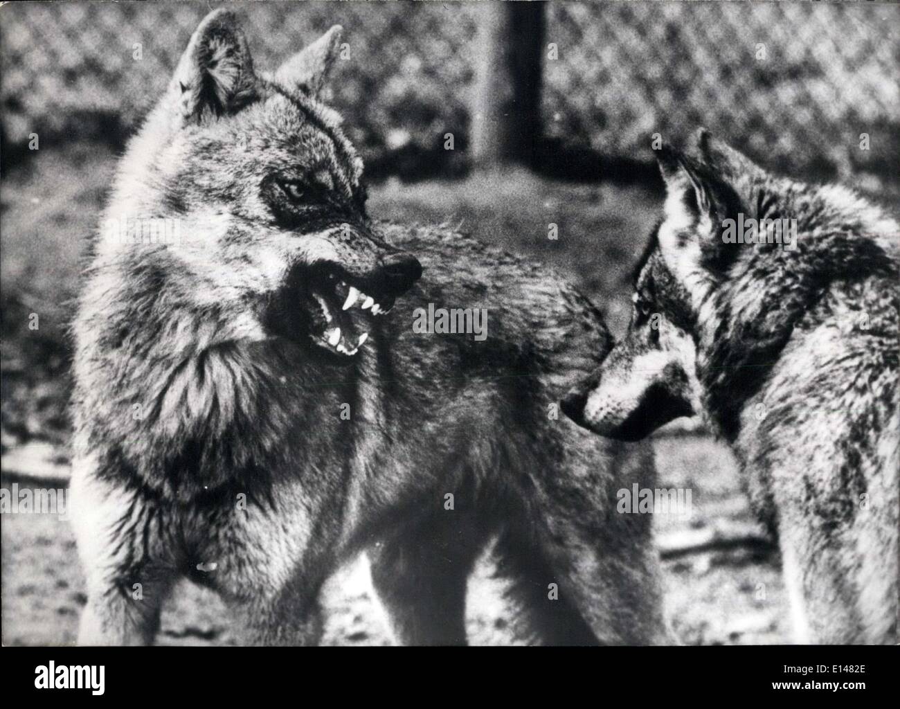 Apr. 17, 2012 - Una volta di più i lupi nella foresta bavarese, W-Germania: Il Parco Nazionale Bayerischer Wald-Bavarian foresta-che è stata in costruzione per un anno ora ha ottenuto una maggiore attrazione. Una volta di più ci sono lupi nelle foreste, dove l'ultimo Wolf è stato sterminato 150 anni fa. I lupi non naturalmente vivere liberamente nel parco nazionale, ma in una confettura in Waldhauser, un piccolo villaggio nel cuore del parco nazionale. Co-abitante in casa e di conservare e membro del pack è il dottor Erick Zimen, un scienziato comportamentale al Max-Planck-Istituto di psicologia del comportamento Foto Stock