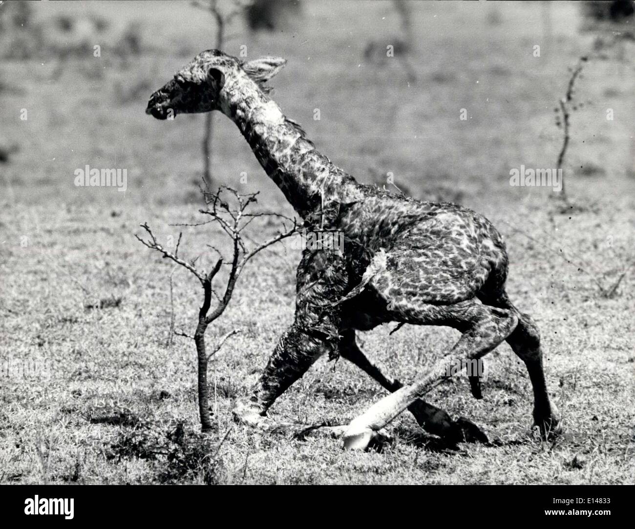 Apr. 17, 2012 - Nuovo nato Giraffe si avvicina a piedi per la prima volta. APRESS.co Foto Stock