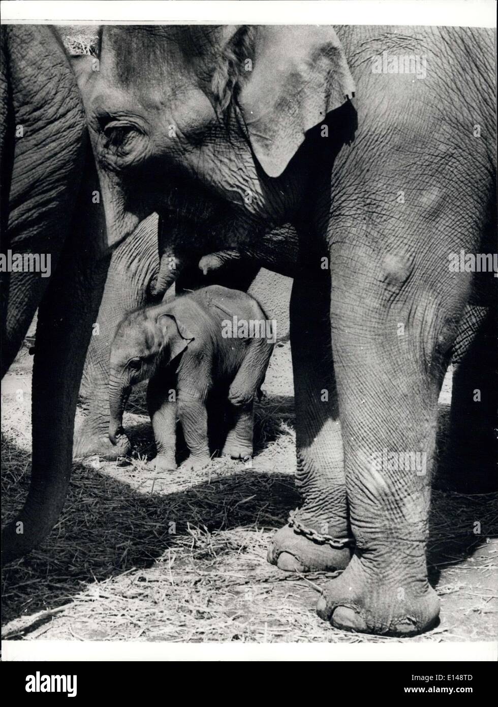 Apr. 17, 2012 - Il giorno elefante non dimenticherà mai: ''Ci sono voluti circa 2 mesi e mezzo di attesa, ma il risultato è stato magnifico e effettuata ogni minuto di anticipazione utile'', ha detto un funzionario della lo Zoo di Los Angeles in California. E se questa immagine è nulla a giudicare da tutto il mondo possono partecipare il lieto evento. Il bambino bull elefante Asiatico pesate a 150 libbre, che era piuttosto un record per la sua 6.500 libbre, madre. ''Metu'' Foto Stock