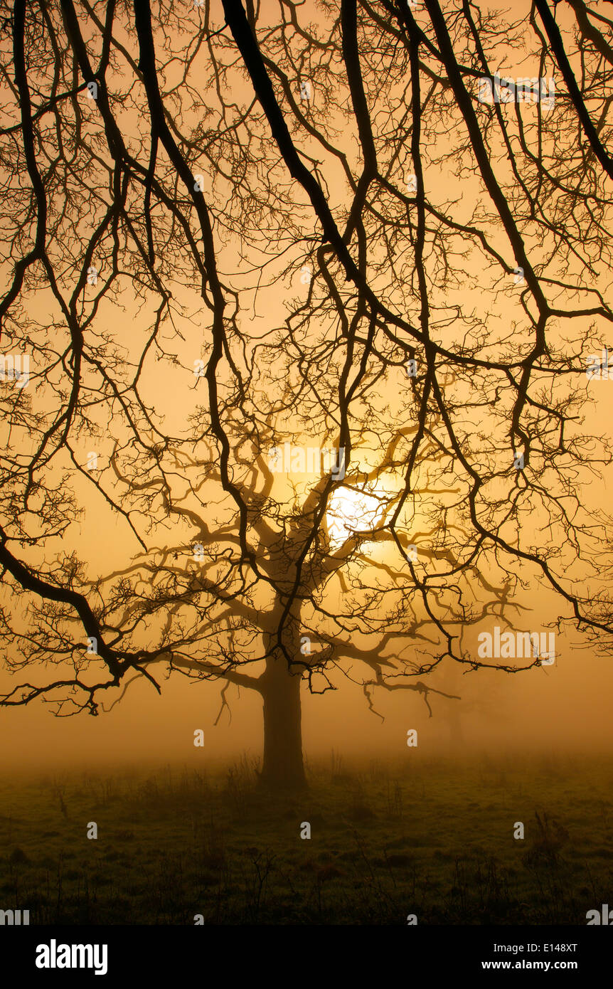 Dead quercia nella nebbia di mattina al Parco Felbrigg Norfolk Foto Stock