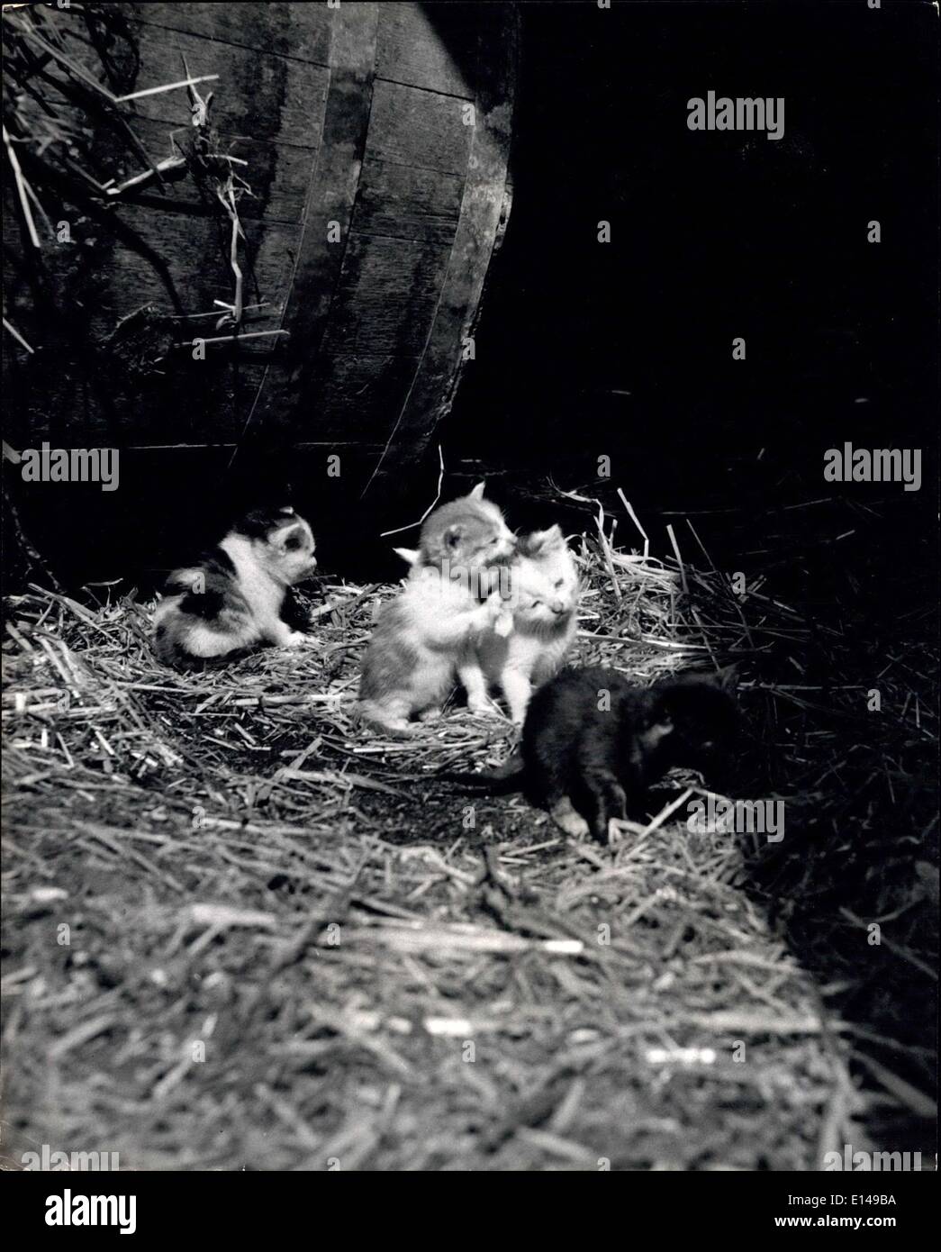 17 aprile 2012 - mentre Henrietta è assente: Il gattino suonerà. Ma non verranno a uch danno a Henrietta non è mai troppo lontano per sentirli miaowing e questo è sufficiente per mandare la sua balbuzie indietro per vedere cosa è amies. Pelliccia e piuma si mescolano insieme - almeno in questo cortile mercantile di mais dove Henrietta le madri di gallina queste graziose piccole cucine la loro propria madre è fuori cattura topi. Pelliccia e piuma si mescolano insieme. Hen fa ''Kitten seduta'' per la madre gatto: Occasionalmente la natura della madre gioca strana piuma non si va Foto Stock